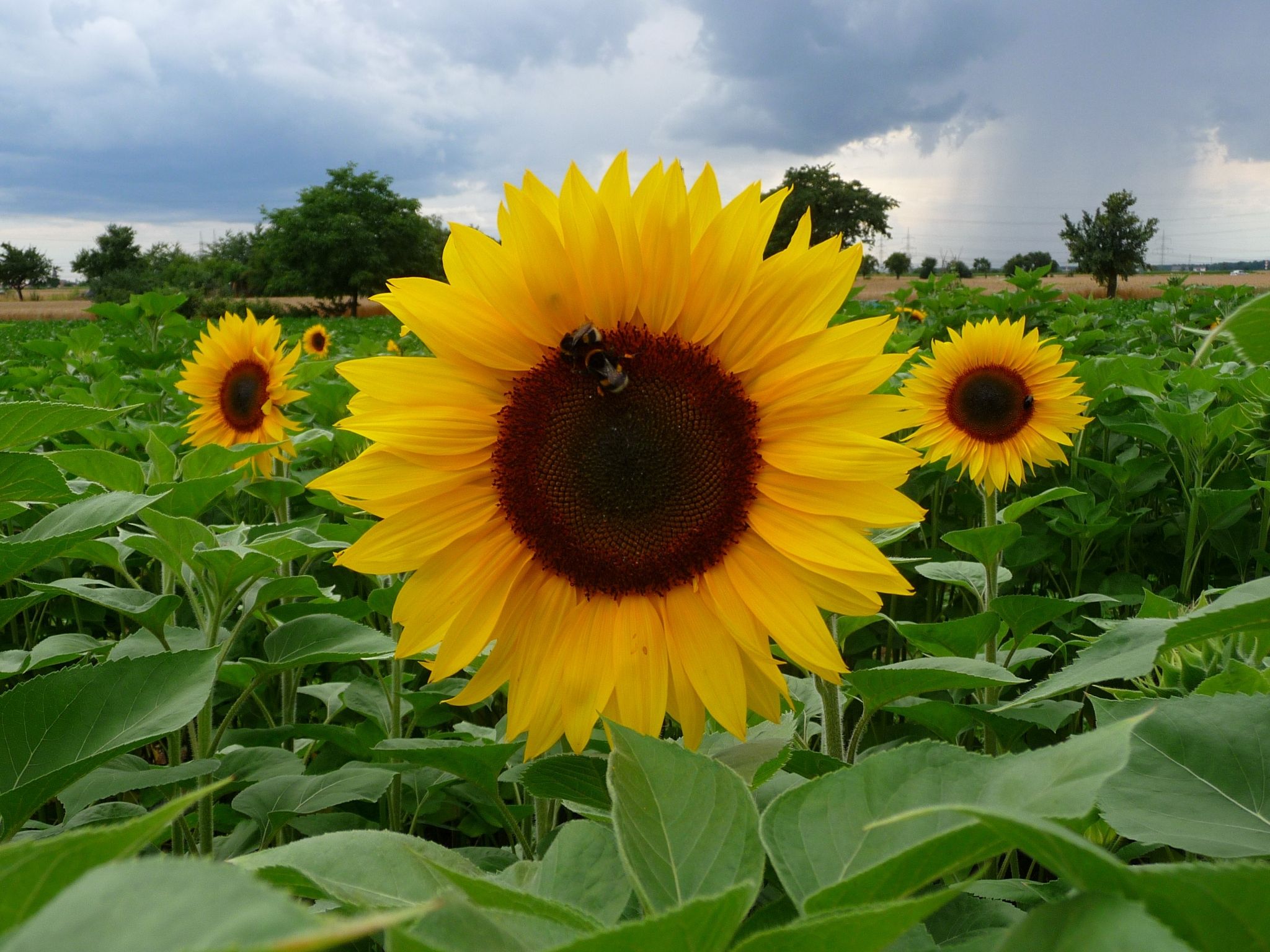 Campo di girasoli gialli, 2048x1536 Hi-Res, Desktop