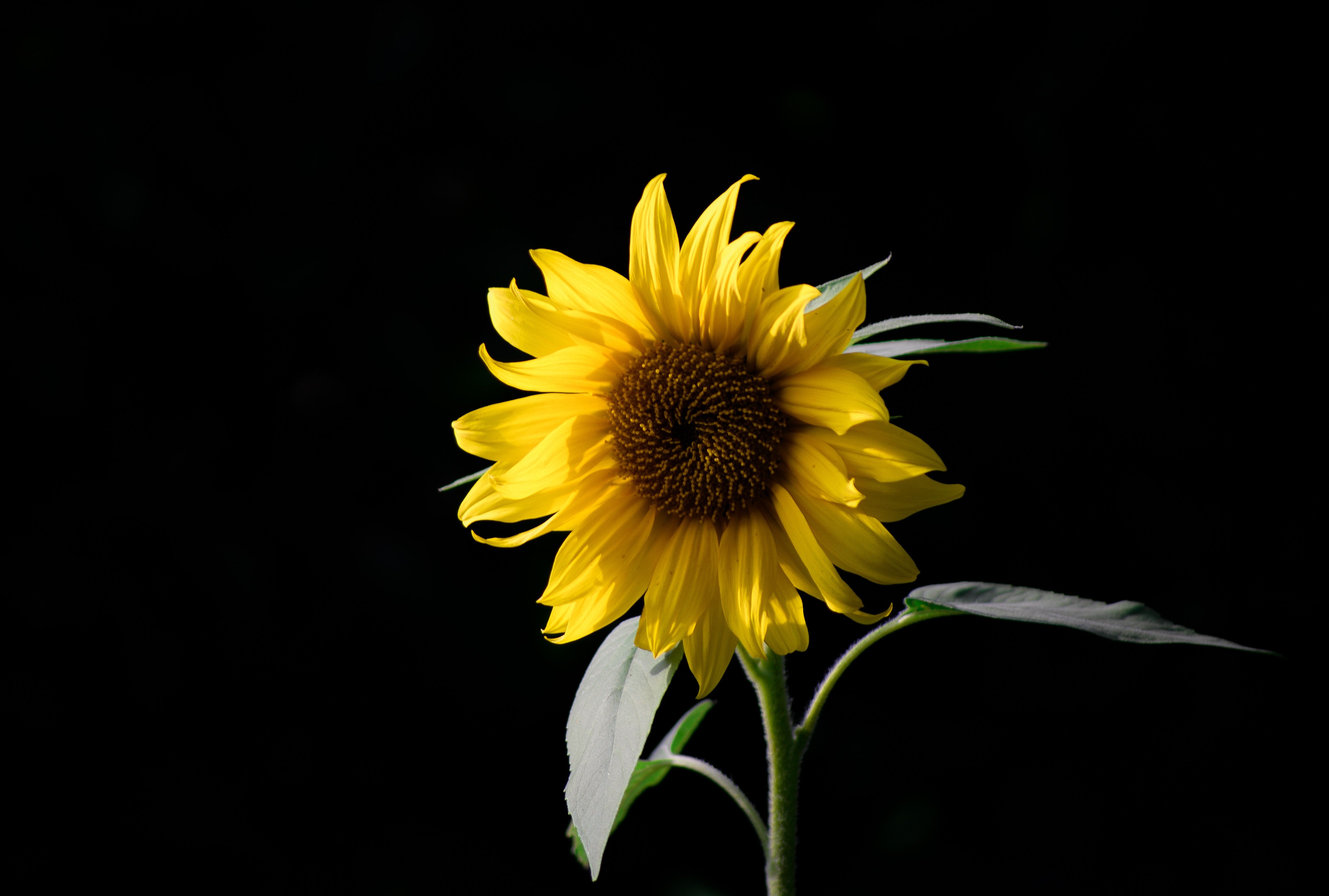 Girasole giallo su sfondo nero, 5317x3585 Ultra HD, 4K TV