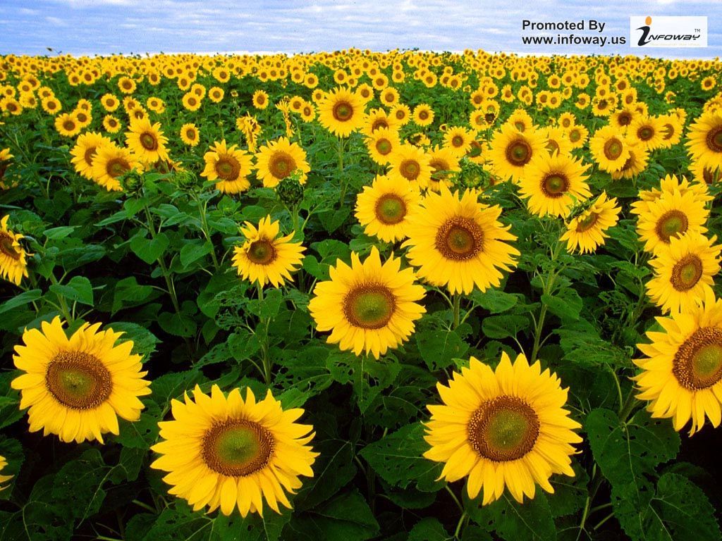 Campo di girasoli gialli, 1024x768 HD, PC