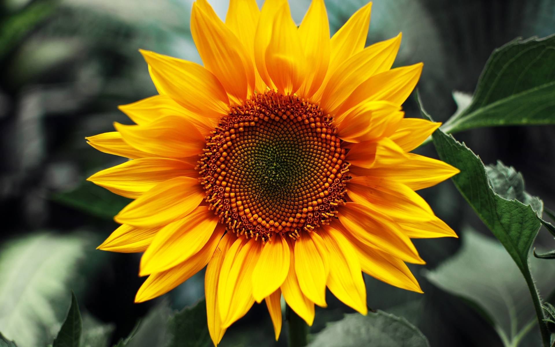 Girasole giallo in primo piano, 1920x1200 Full HD+, Desktop