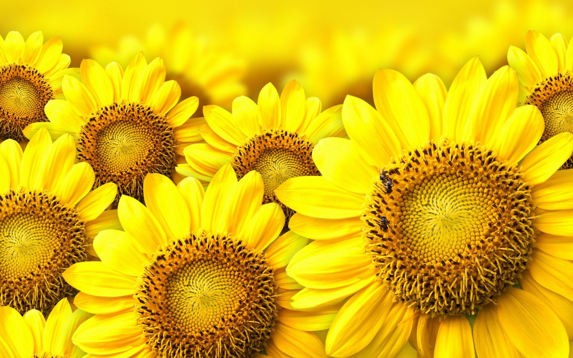 Girasoli gialli in fiore, 1920x1200 WUXGA, PC Desktop