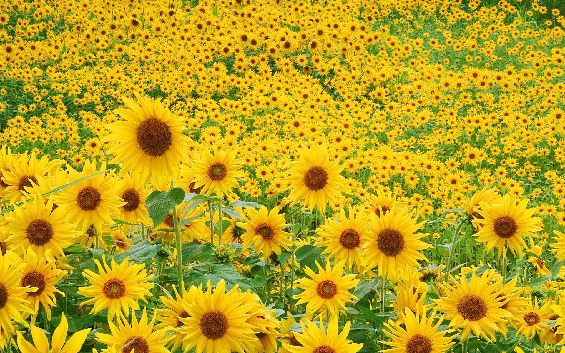 Campo di girasoli gialli, 1920x1200 Full HD+ WUXGA, PC Desktop