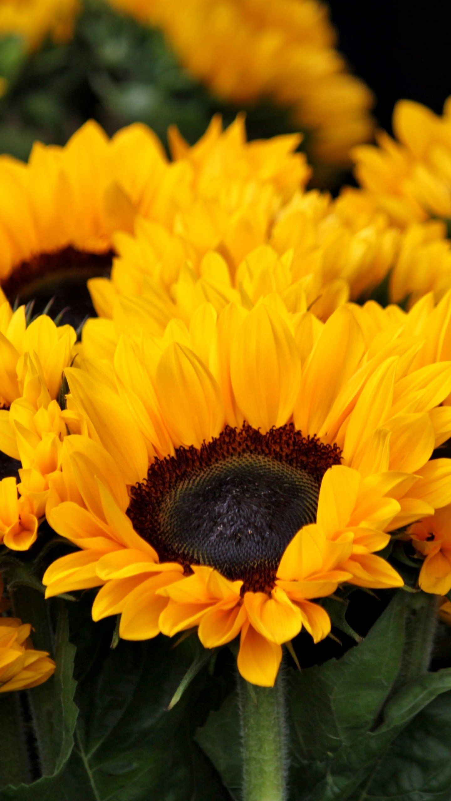 Girasoli gialli in fiore, 1440x2560 Full HD Verticale, Smartphone