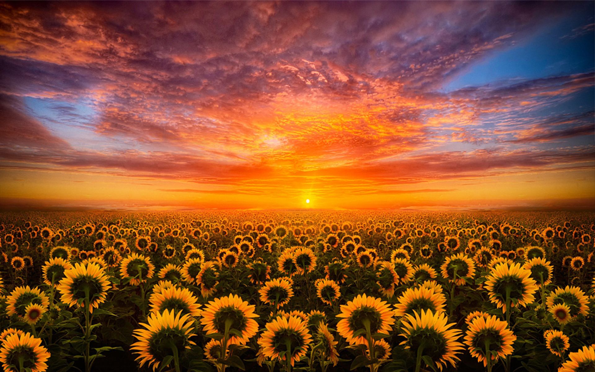 Campo di girasoli al tramonto, 1920x1200 Full HD+, Desktop
