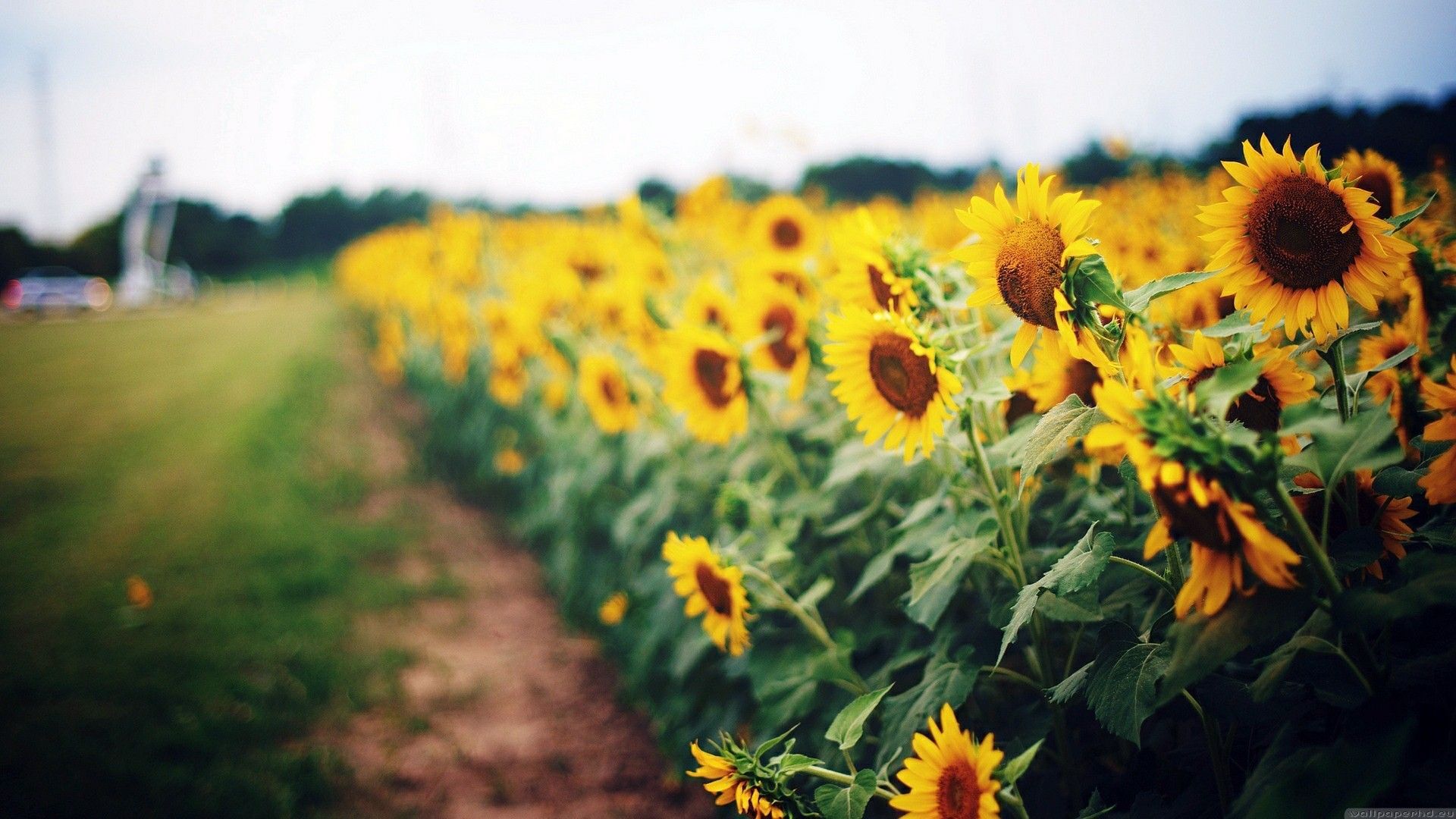 Campo di girasoli gialli, 1920x1080 1080p, Desktop