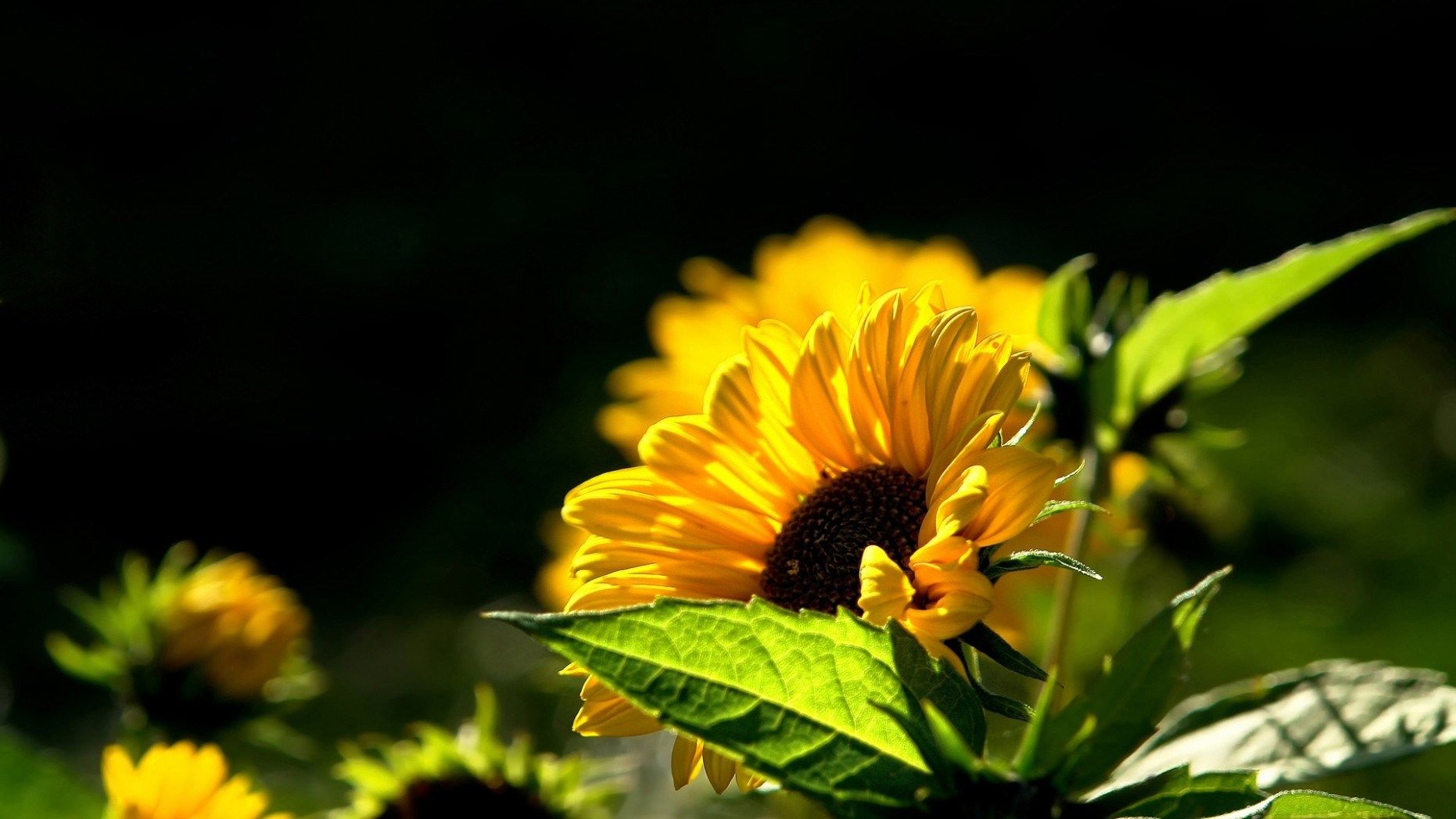 Girasoli gialli sfondo scuro, 1862x1047 HD Ready, PC