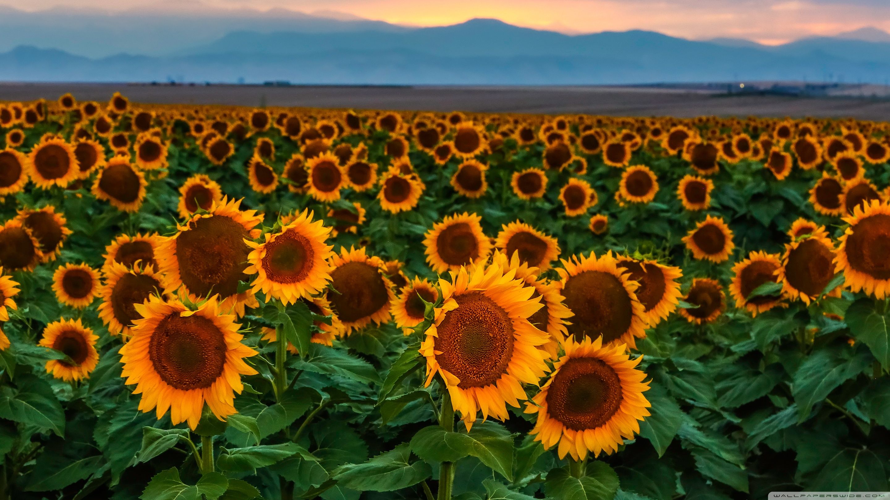 Campo di girasoli al tramonto, 2880x1620 2K+, Monitor Gaming