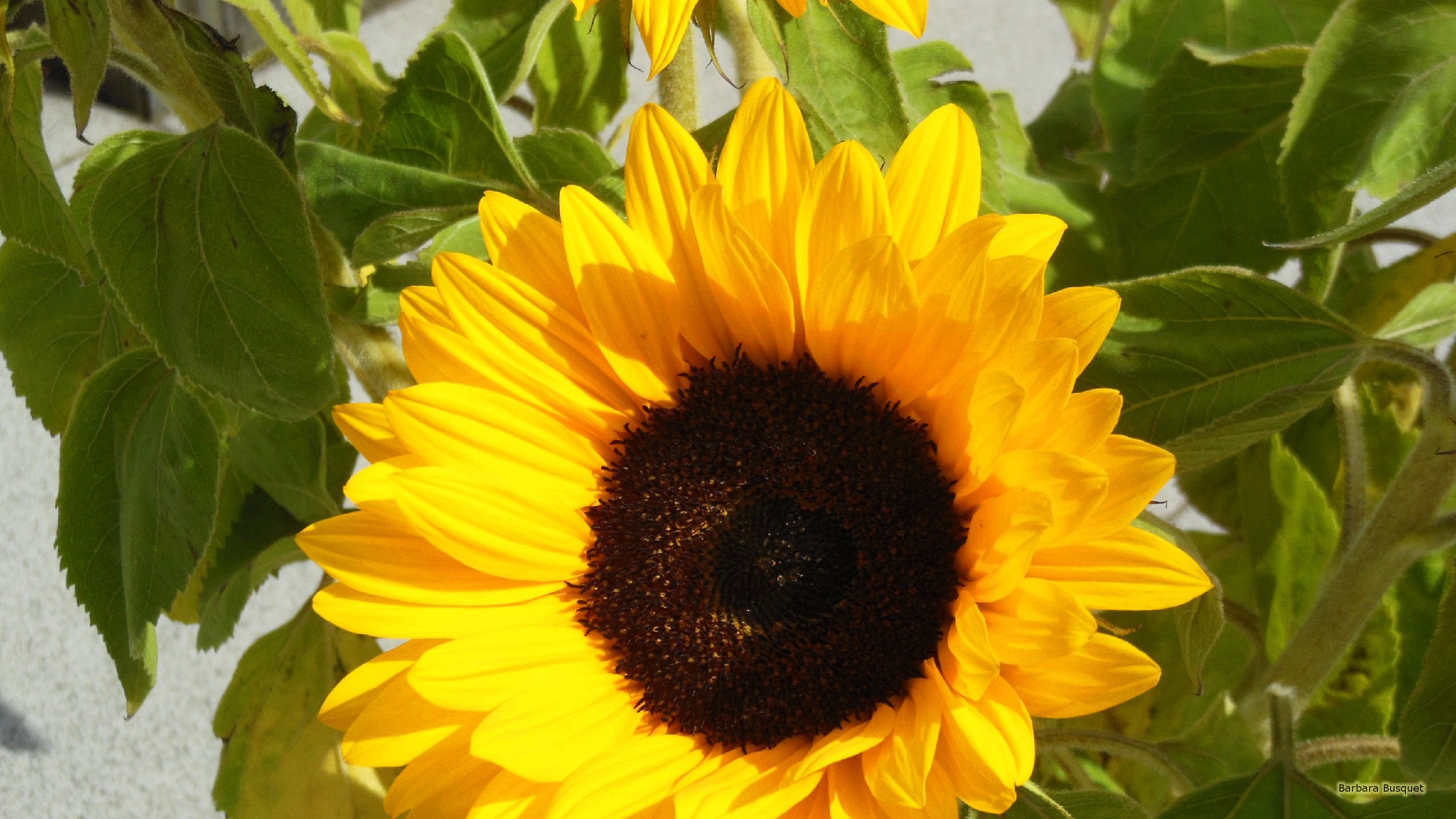 Girasole giallo con foglie verdi, 2560x1440 2K, Desktop