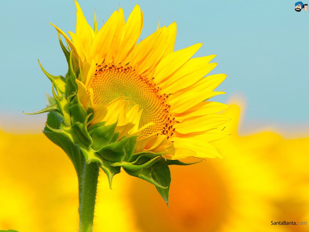 Girasole giallo cielo azzurro, 1024x768 HD, PC
