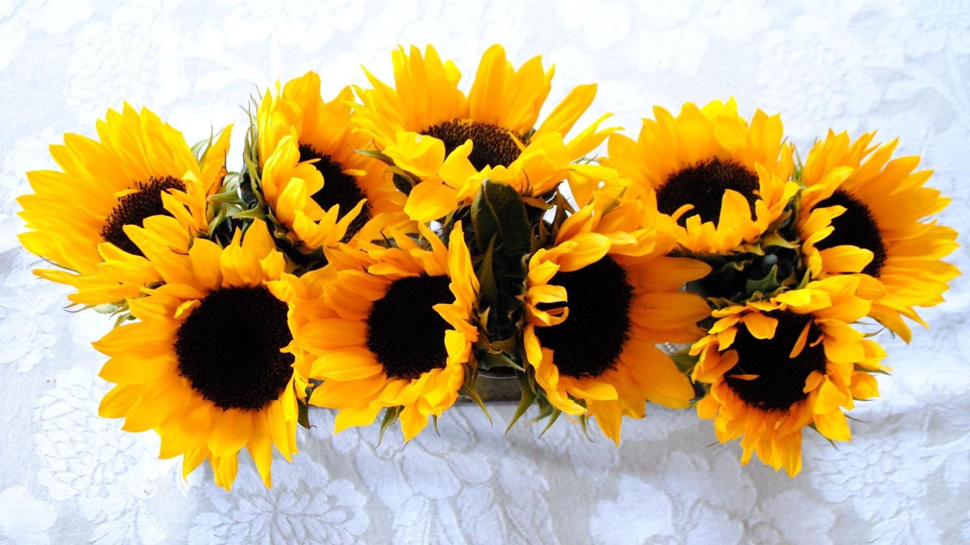 Girasoli gialli su tovaglia bianca, 1920x1080 Full HD 1080p, Laptop