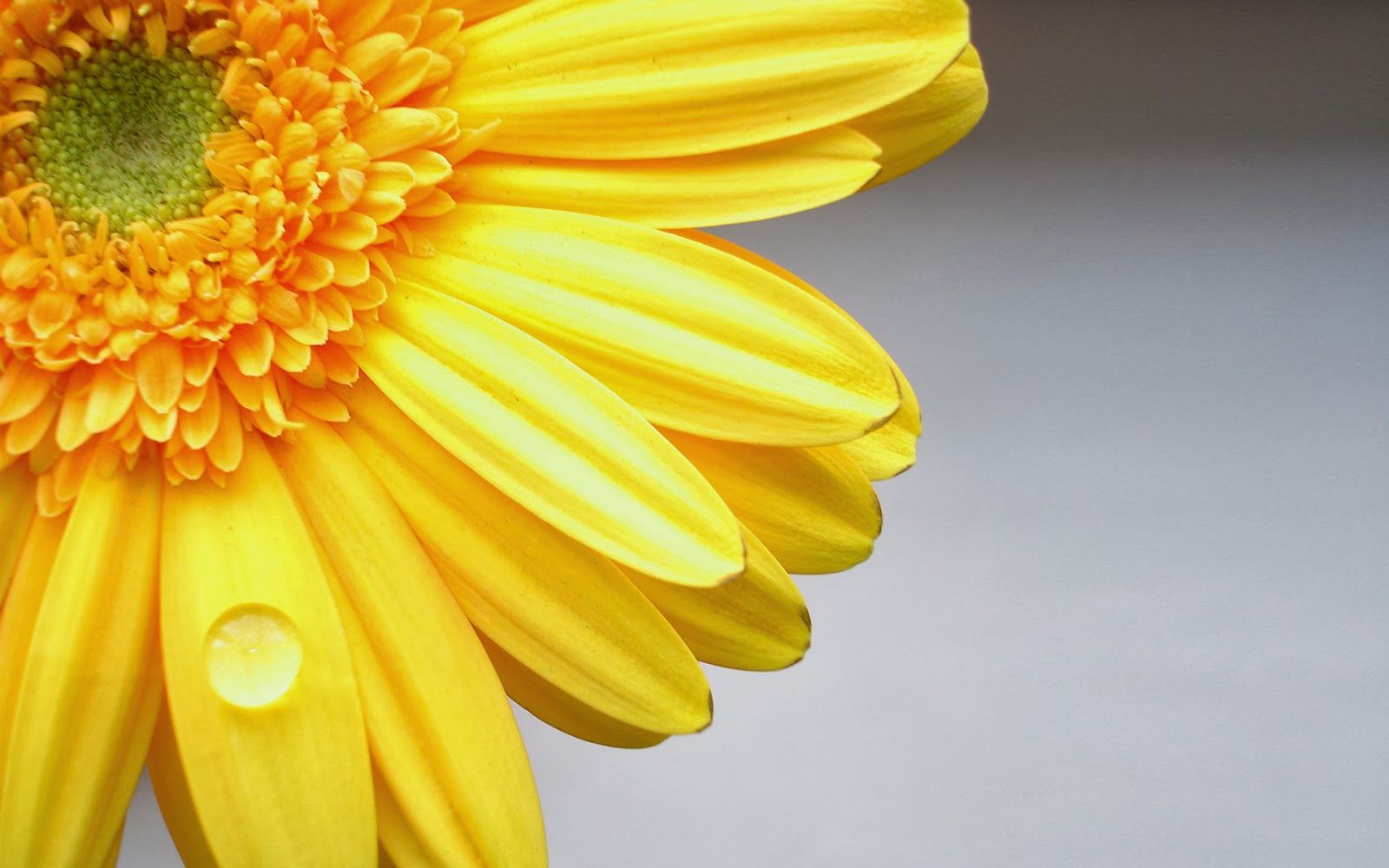 Fiore giallo gerbera con gocce, 1600x1000 900p, PC