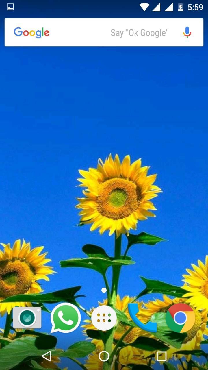 Girasoli gialli cielo blu, 720x1280 Full HD Verticale, iPhone