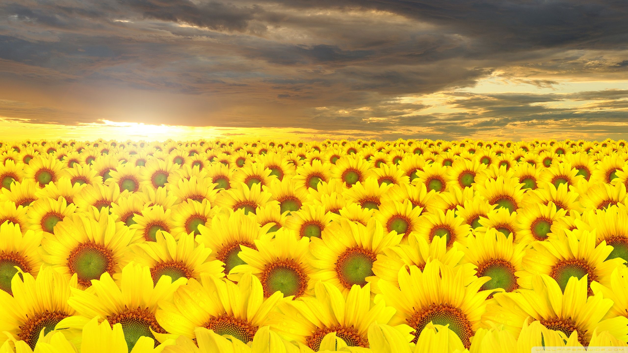 Campo di girasoli al tramonto, 2560x1440 2K, Desktop