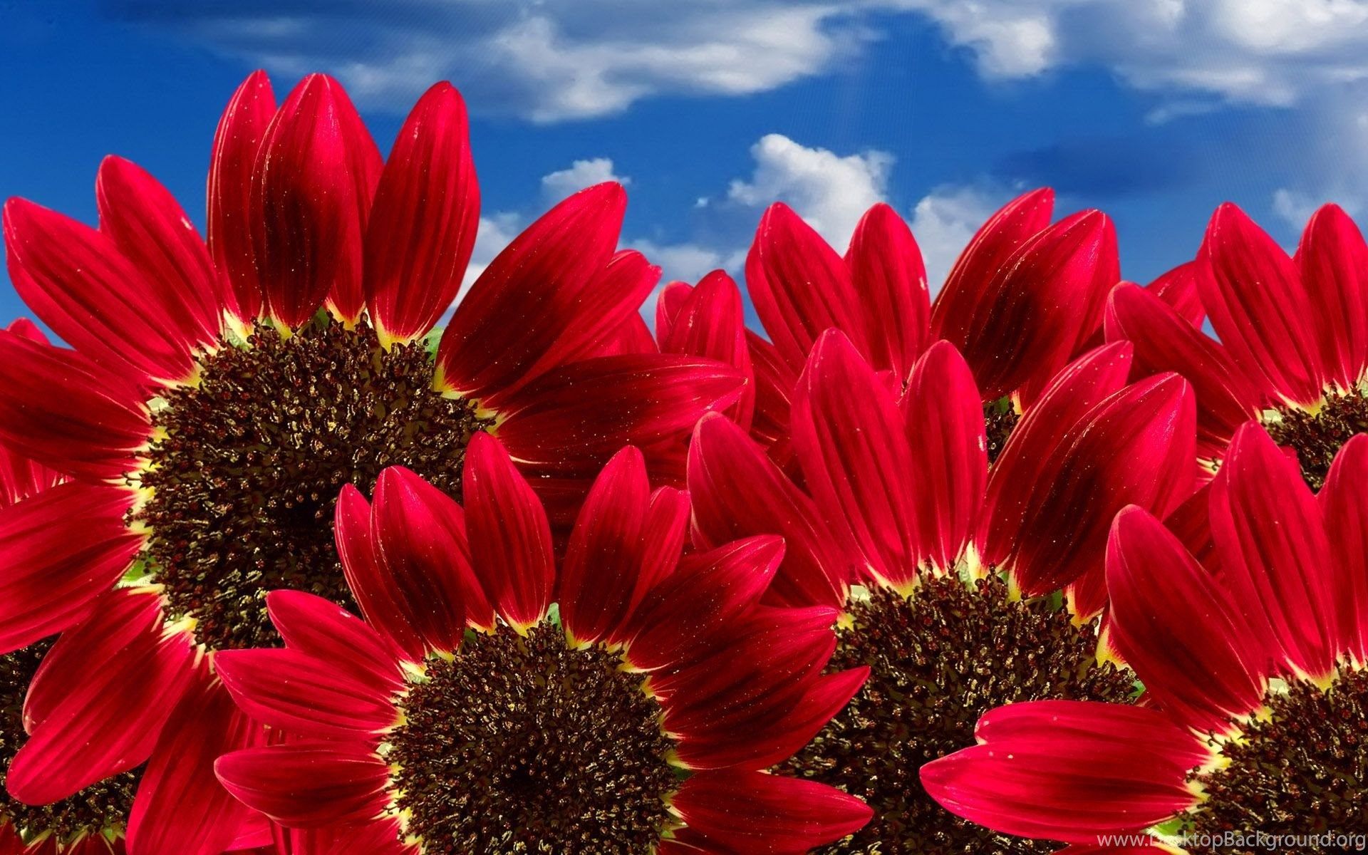 Girasoli rossi campo cielo, 1920x1200 WUXGA, Desktop