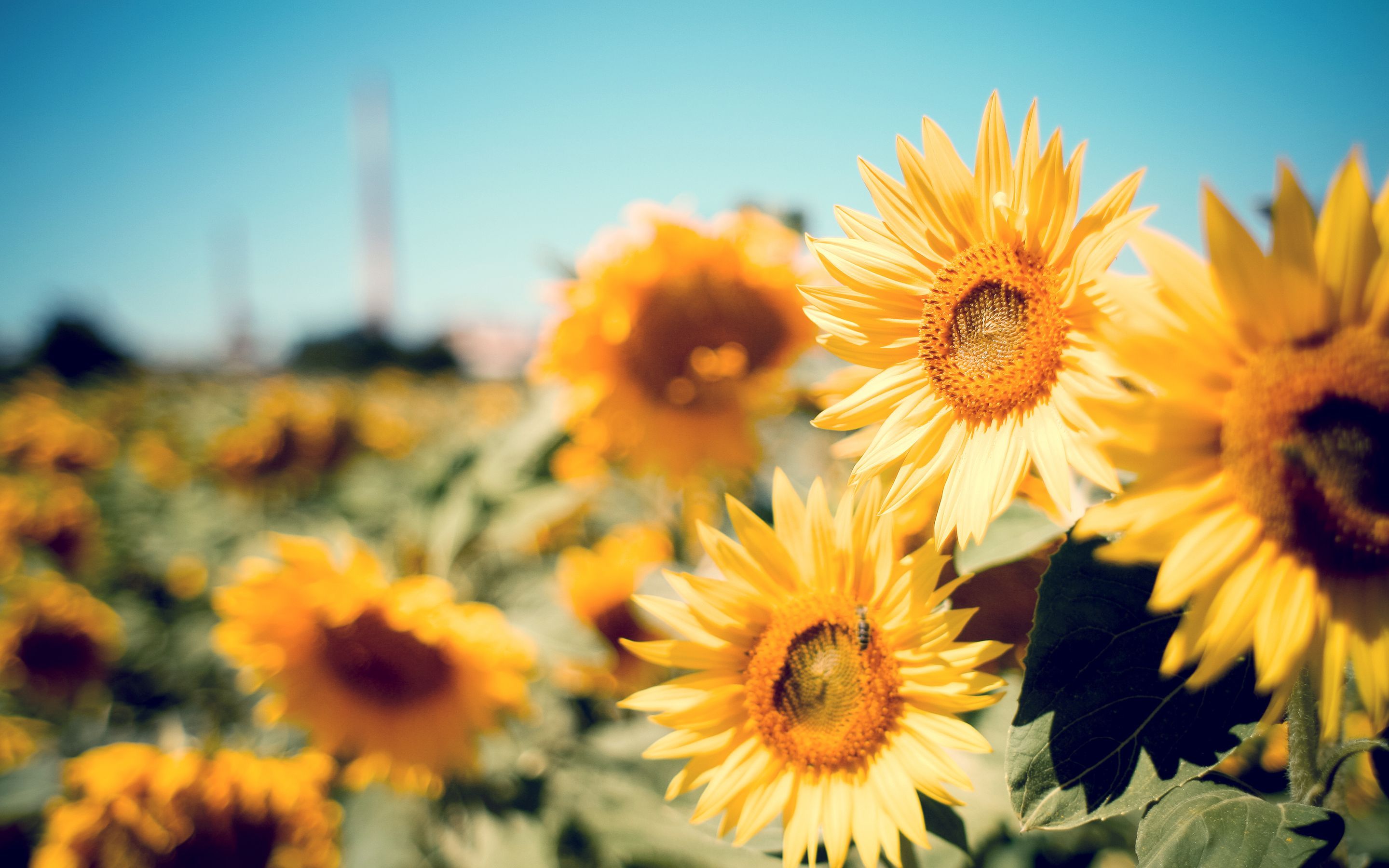 Campo di girasoli gialli, 2880x1800 2K, Laptop