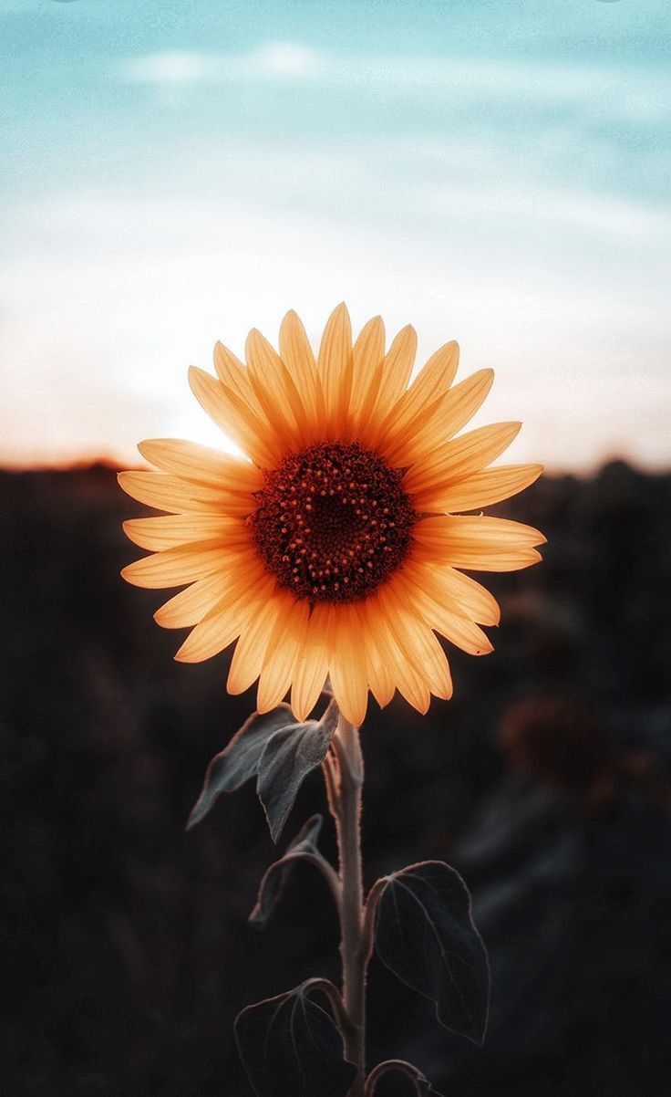 Girasole al tramonto, 736x1202 Full HD Verticale, Smartphone