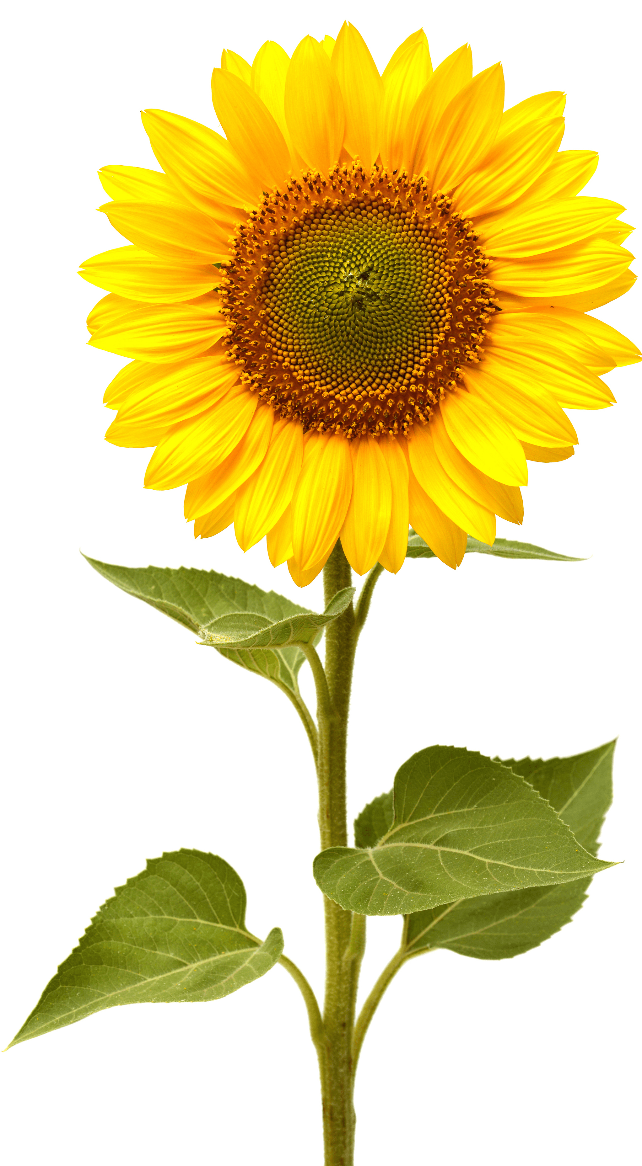 Girasole giallo su sfondo bianco, 2045x3717 Verticale, Telefono