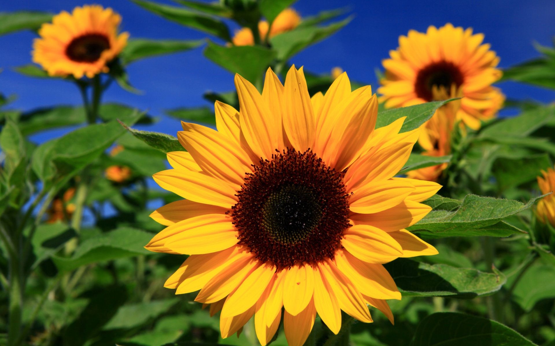 Girasoli gialli campo, 1920x1200 Full HD+ WUXGA, Desktop