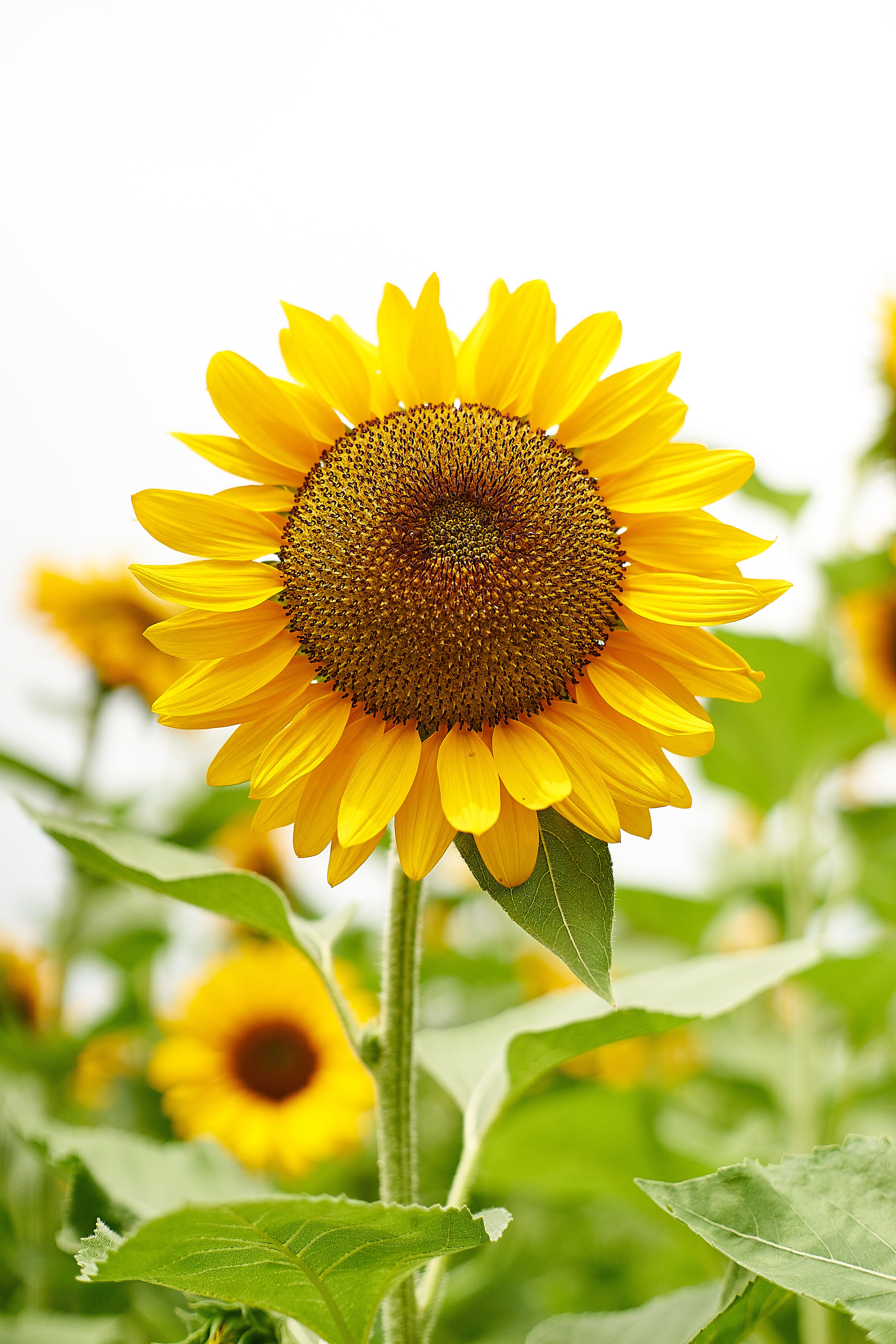 Girasole giallo in campo, 4000x6000 Verticale, Mobile