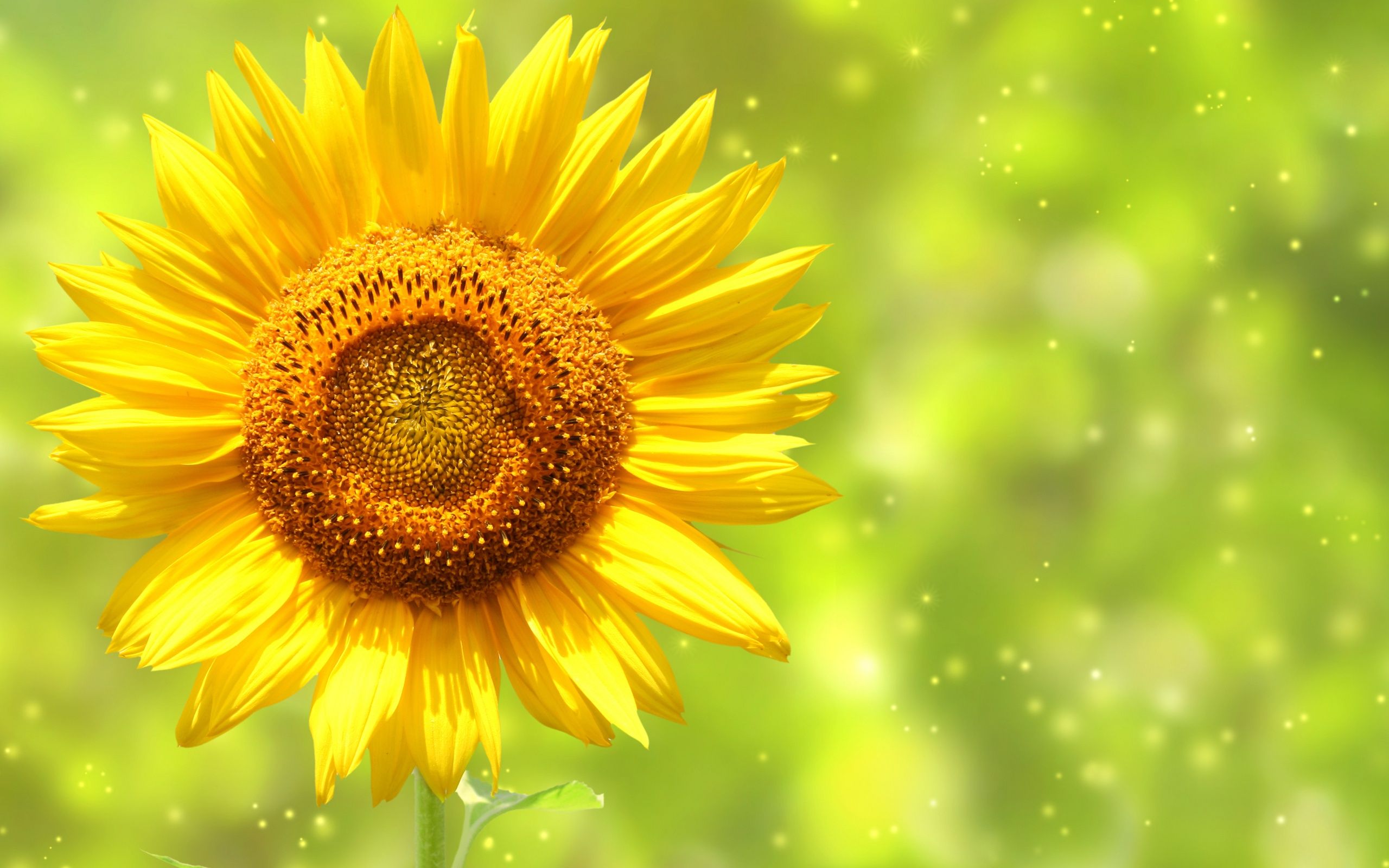 Girasole giallo su sfondo verde, 2560x1600 WQXGA, MacBook Pro