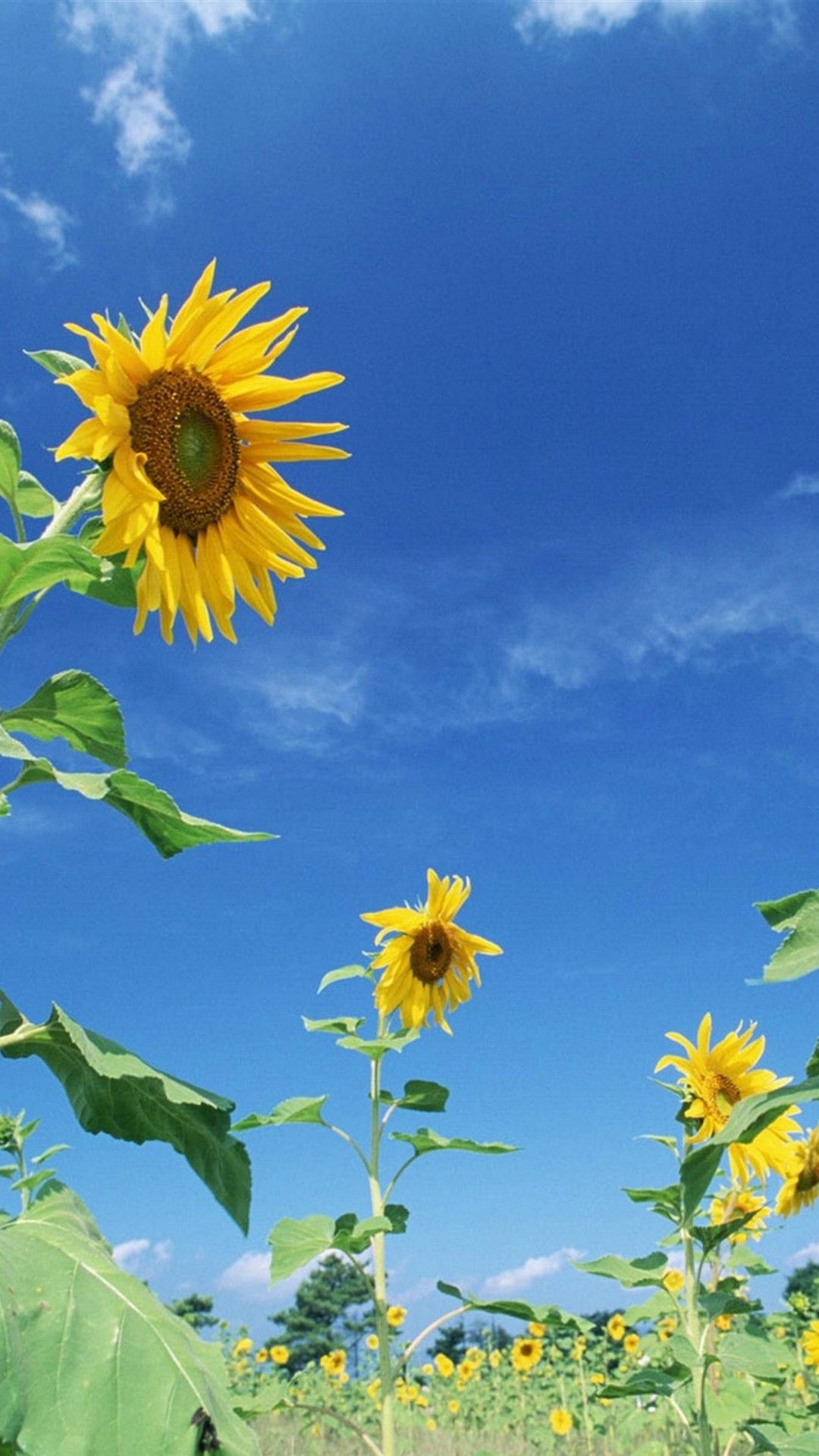 Girasoli gialli cielo blu, 1080x1920 Verticale, Telefono