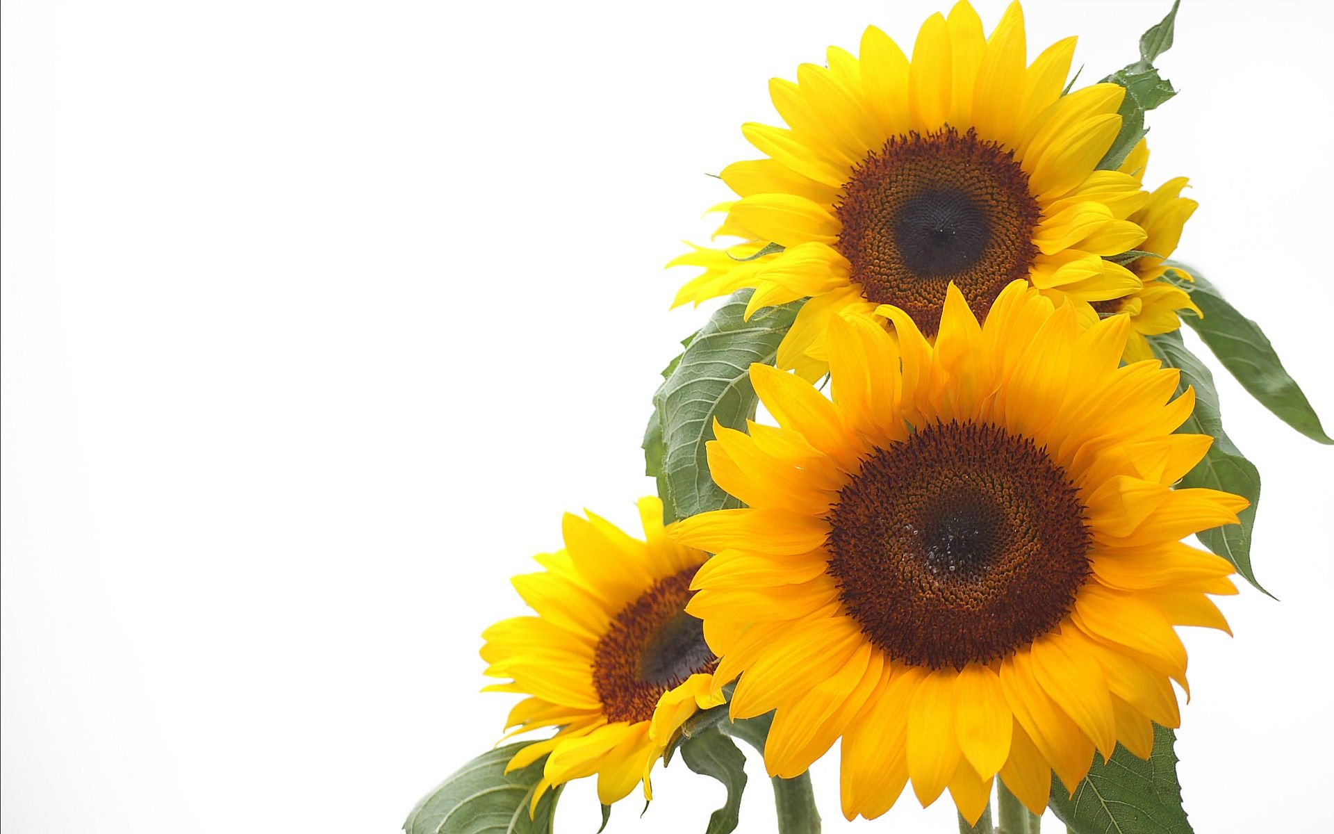 Girasoli gialli su sfondo bianco, 1920x1200 WUXGA, Laptop