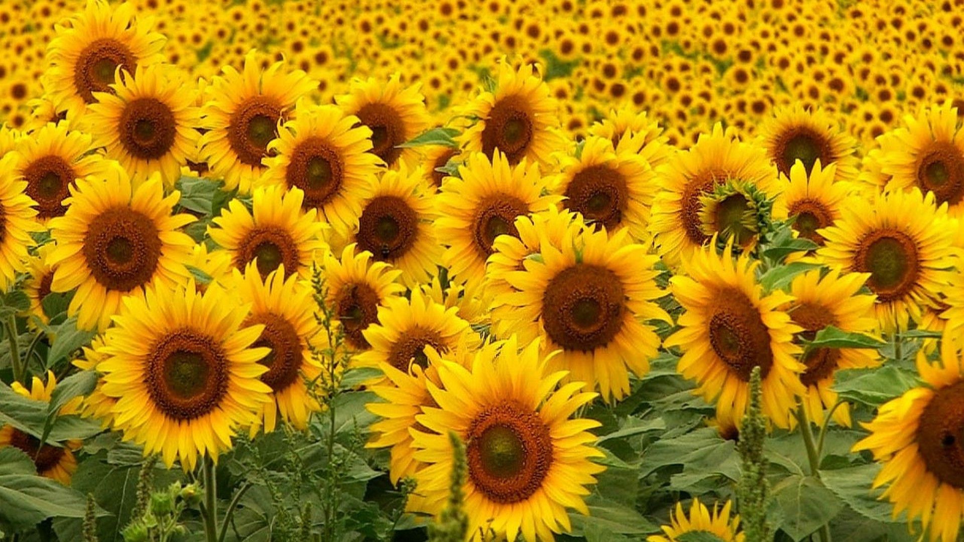 Campo di girasoli gialli, 1920x1080 Full HD, PC