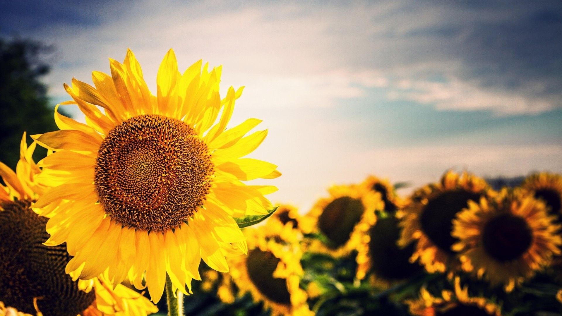 Campo di girasoli gialli, 1920x1080 Full HD, Desktop