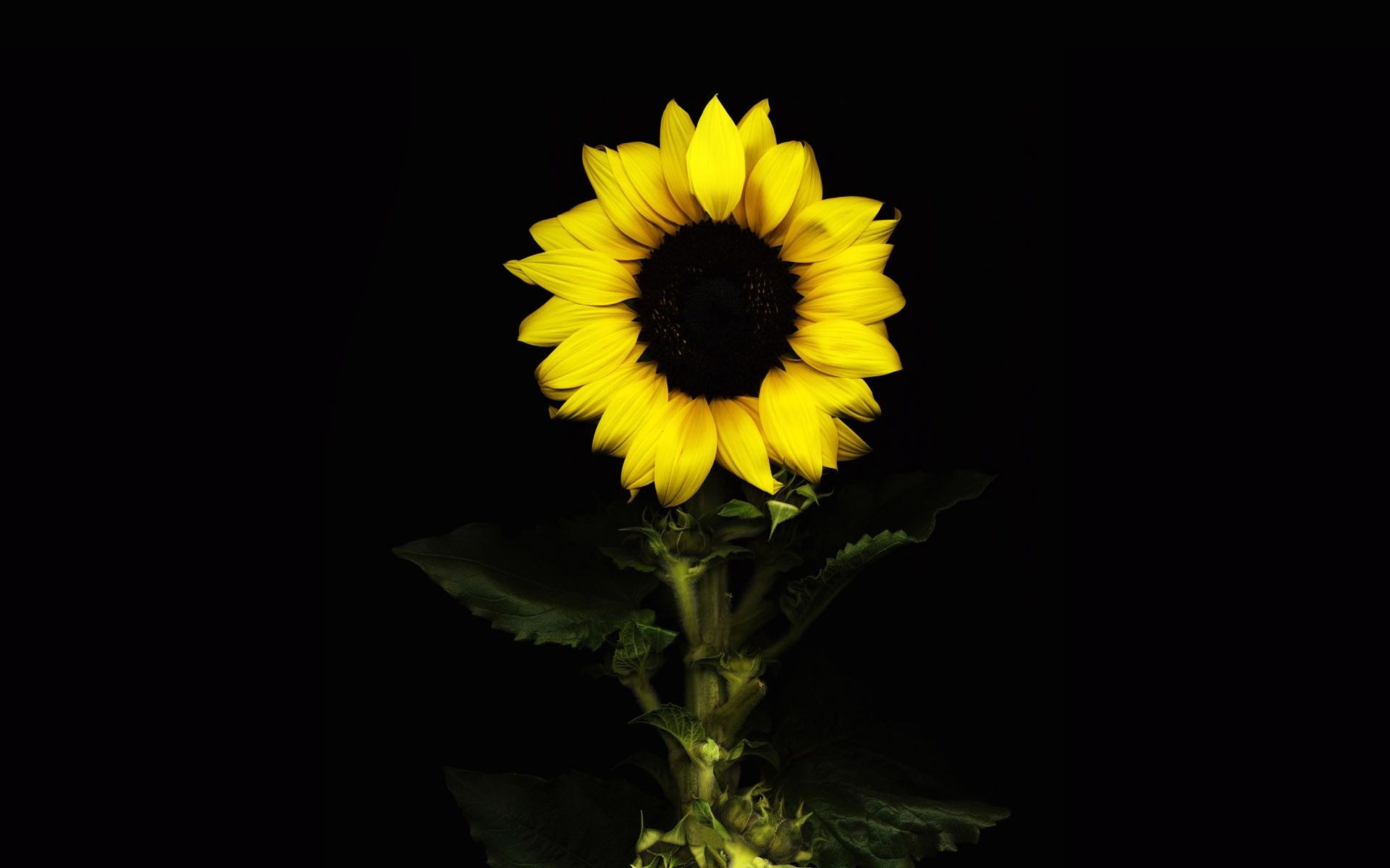 Girasole giallo su nero, 1920x1200 Full HD+ WUXGA, PC