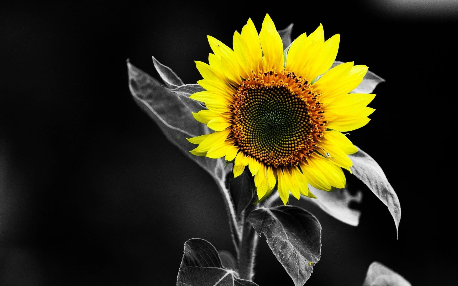 Girasole giallo bianco e nero, 1920x1200 WUXGA, PC Desktop