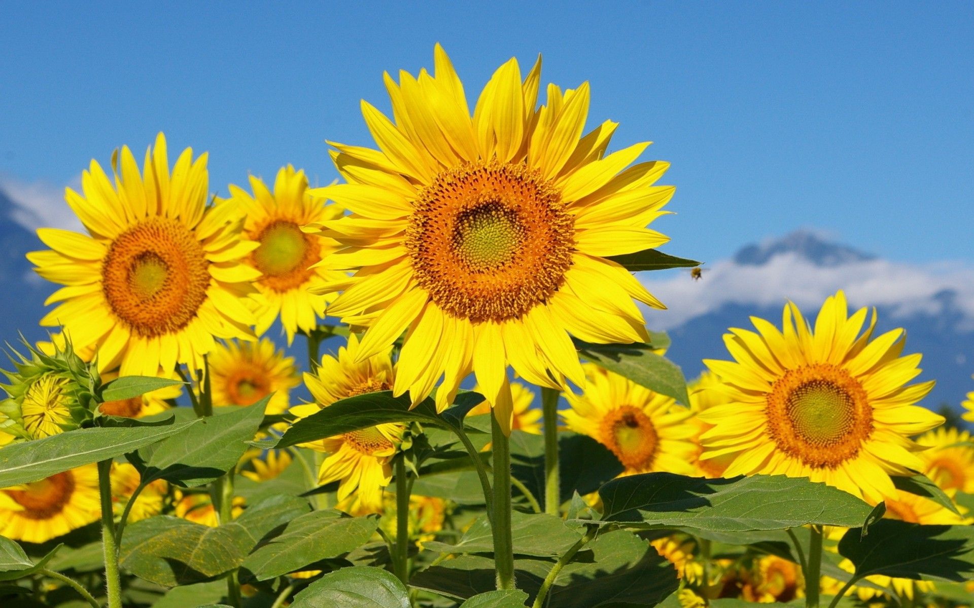 Girasoli gialli con montagne, 1920x1200 Full HD+ WUXGA, Laptop