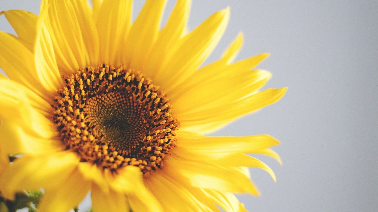 Girasole giallo primo piano, 1280x720 HD, Desktop