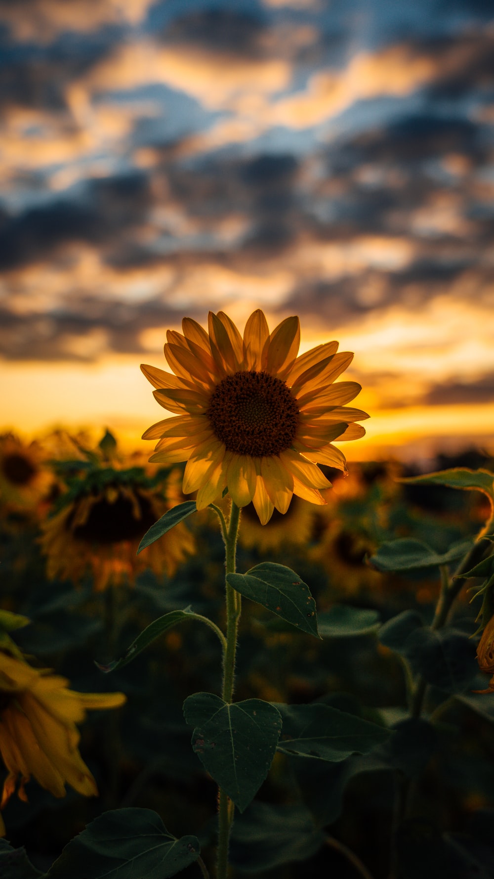 Girasole al tramonto, 1000x1778 Verticale, OnePlus
