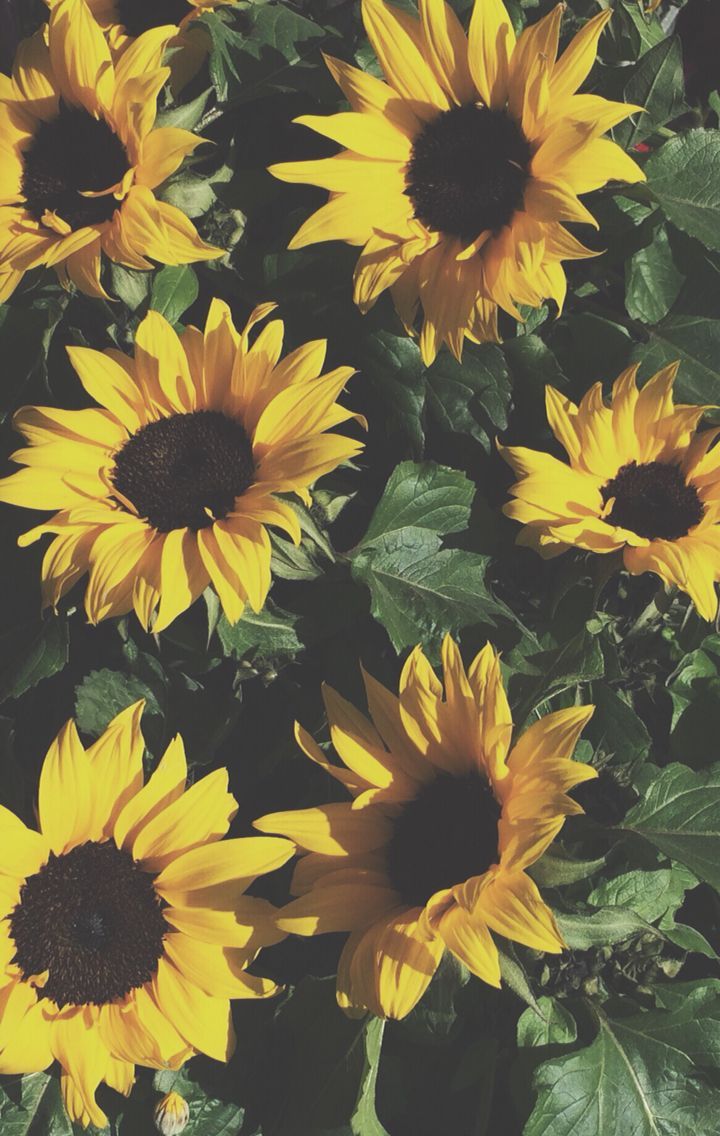 Girasoli gialli con foglie verdi, 720x1136 Full HD Verticale, Samsung Galaxy