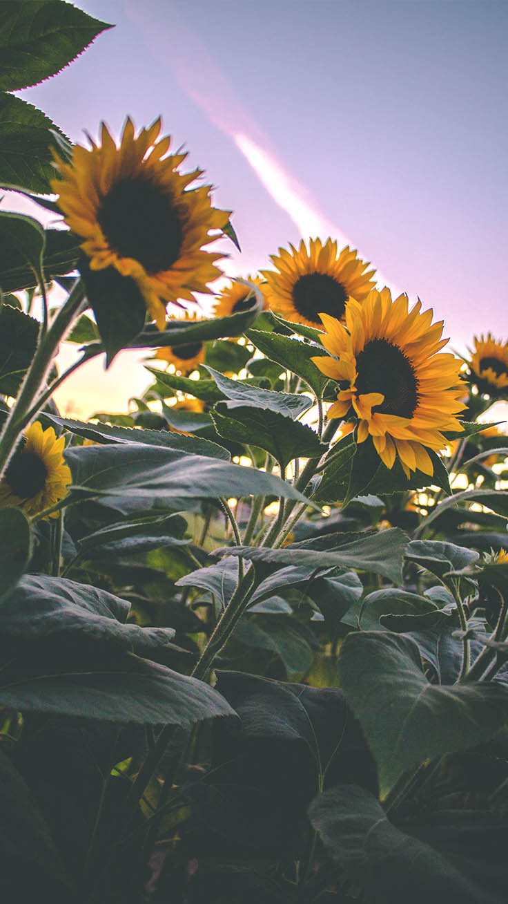 Campo di girasoli al tramonto, 736x1308 Verticale, Telefono