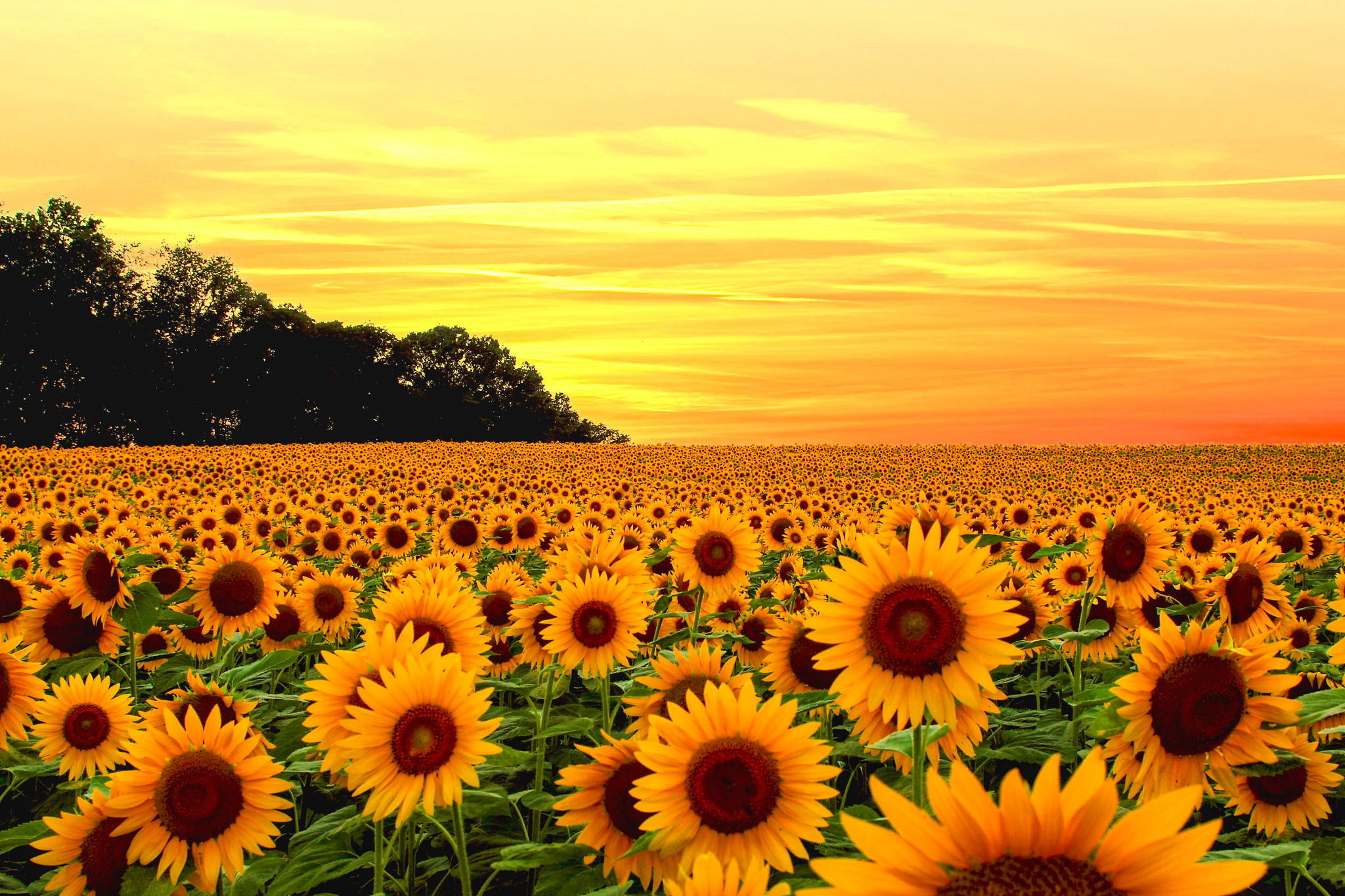 Campo di girasoli al tramonto, 2048x1365 alta risoluzione, Laptop
