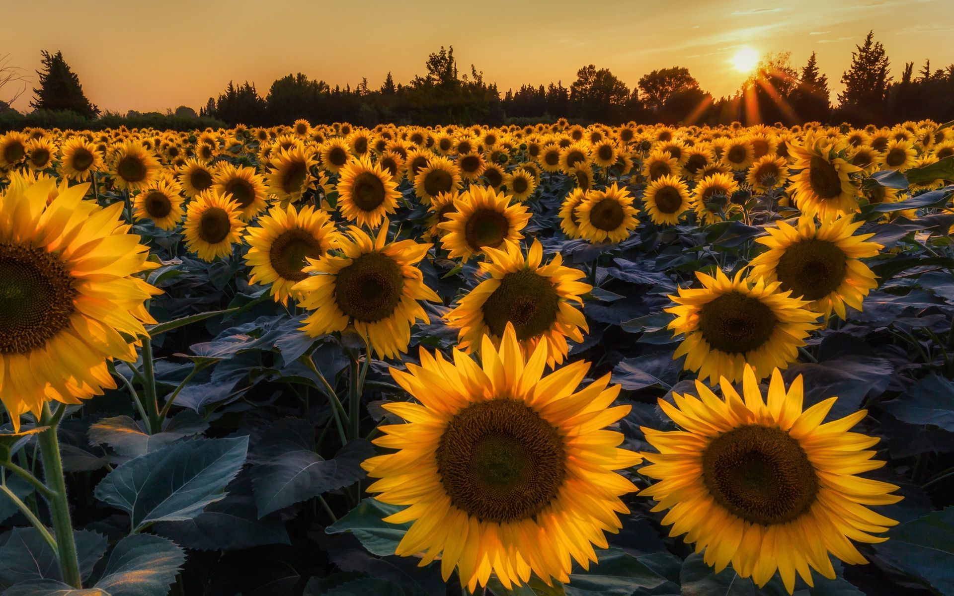 Campo di girasoli al tramonto, 1920x1200 WUXGA, PC