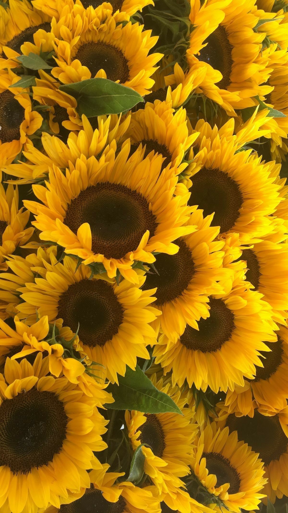 Girasoli gialli ravvicinati, 1200x2133 Verticale, Mobile