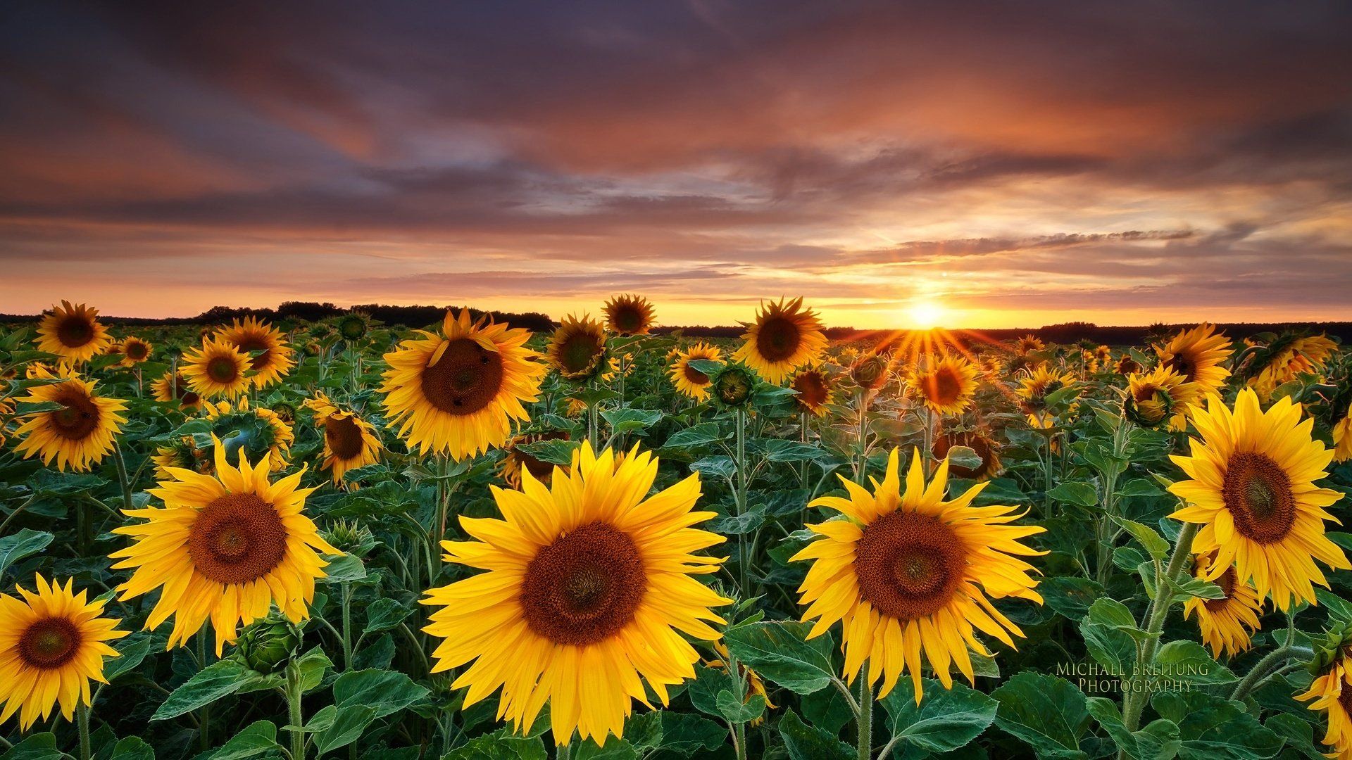 di Girasoli HD, 1920x1080 Full HD, Desktop