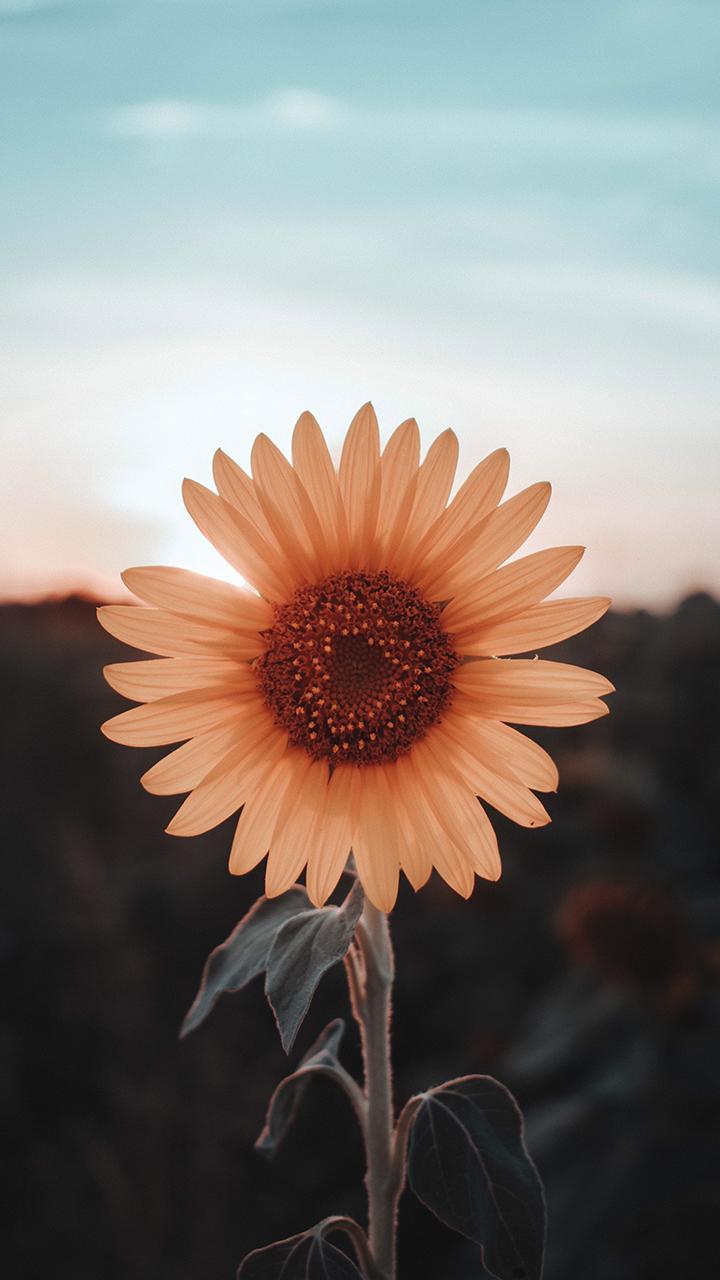 Girasole al tramonto, 720x1280 Full HD Verticale, Smartphone
