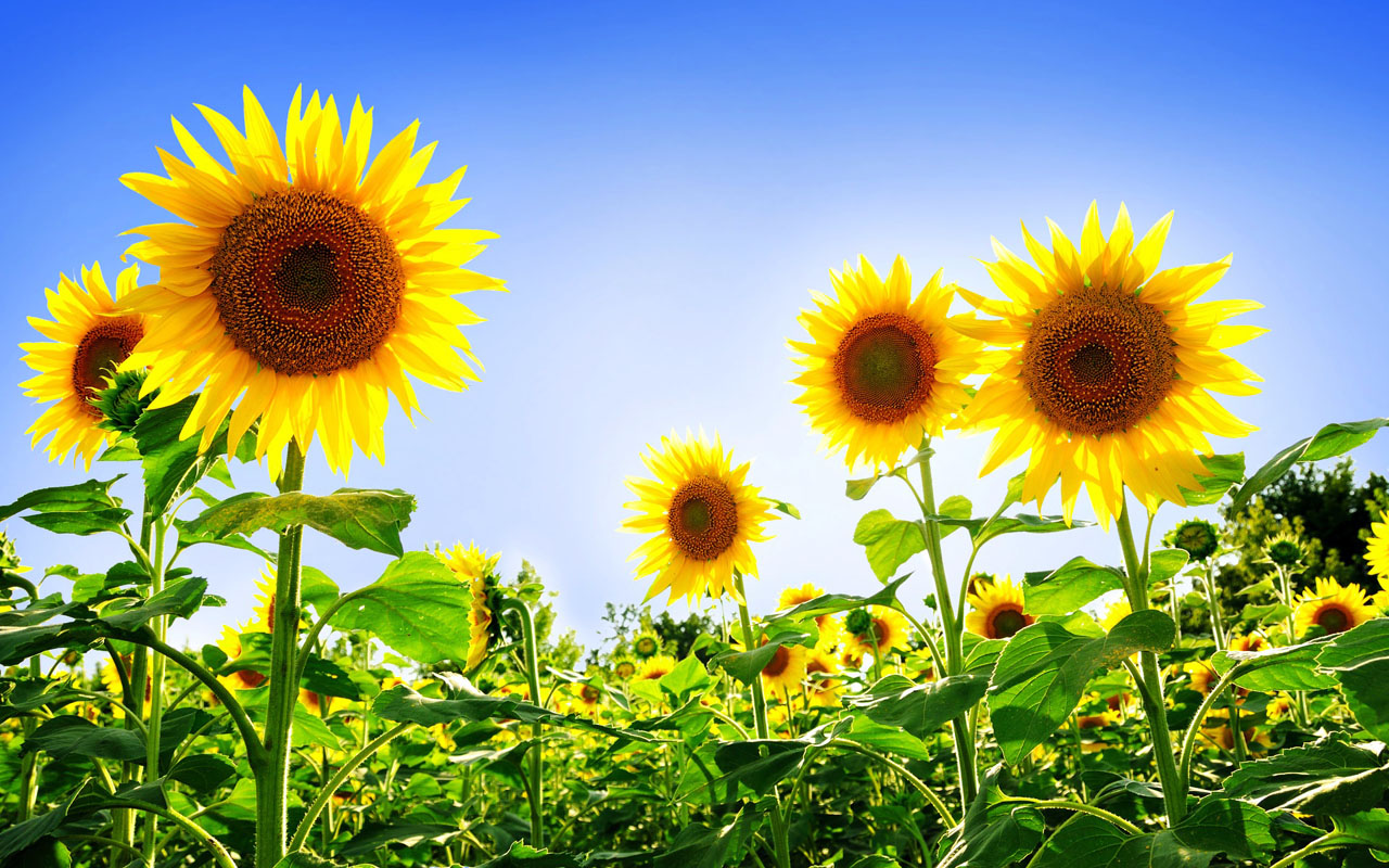 Campo di girasoli gialli, 1280x800 HD, HP Laptop