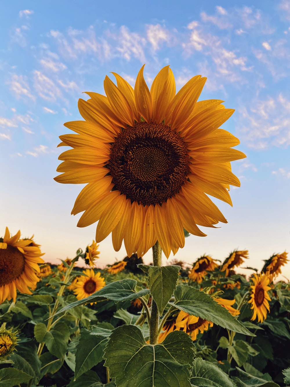Girasole in campo al tramonto, 1000x1333 Full HD Verticale, Smartphone