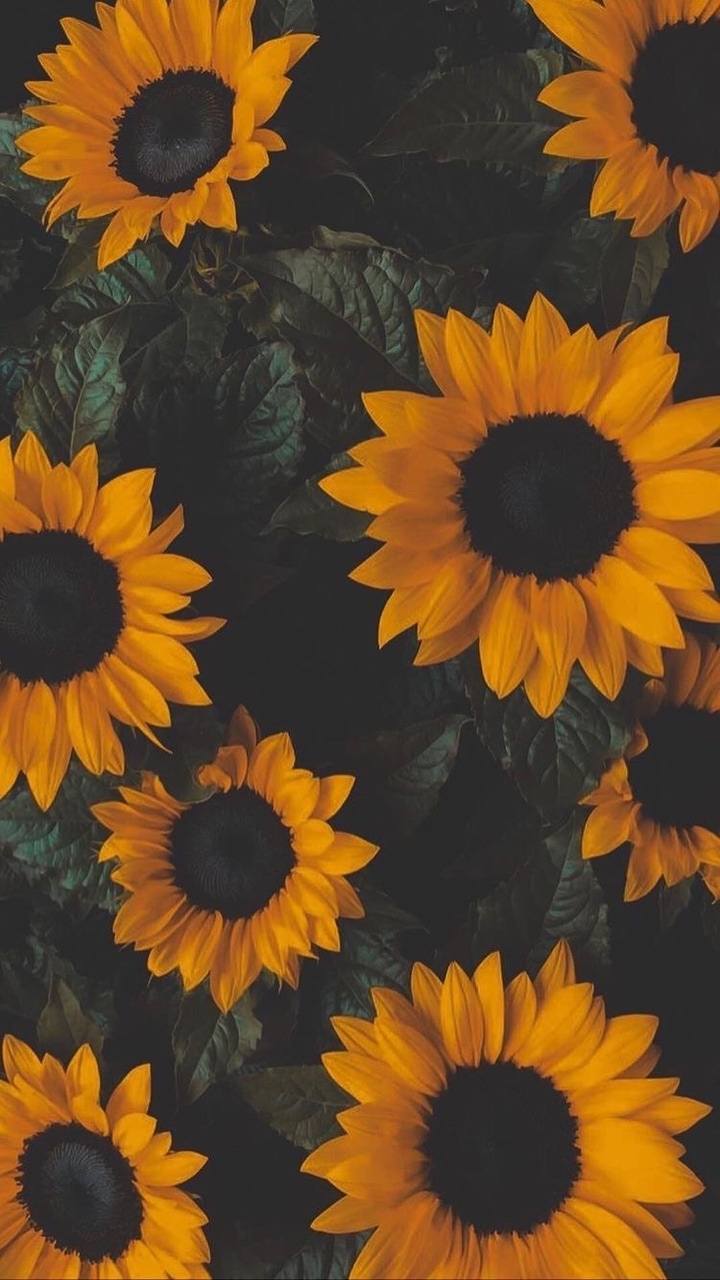 Girasoli gialli su sfondo scuro, 720x1280 Full HD Verticale, iPhone
