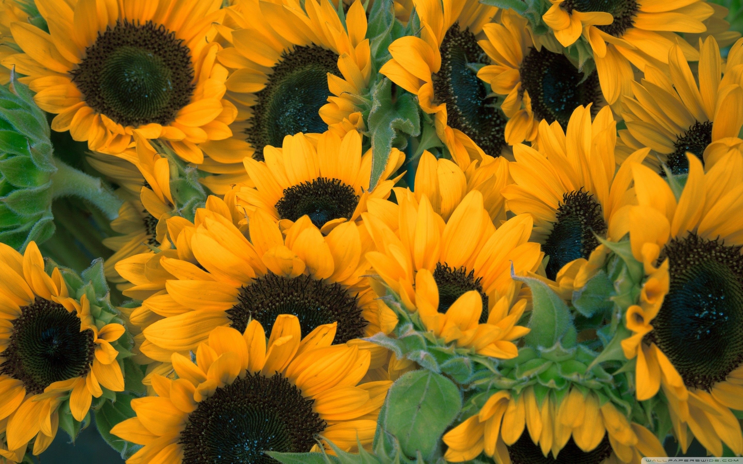 di Girasoli HD, 2880x1800 2K, MacBook Pro