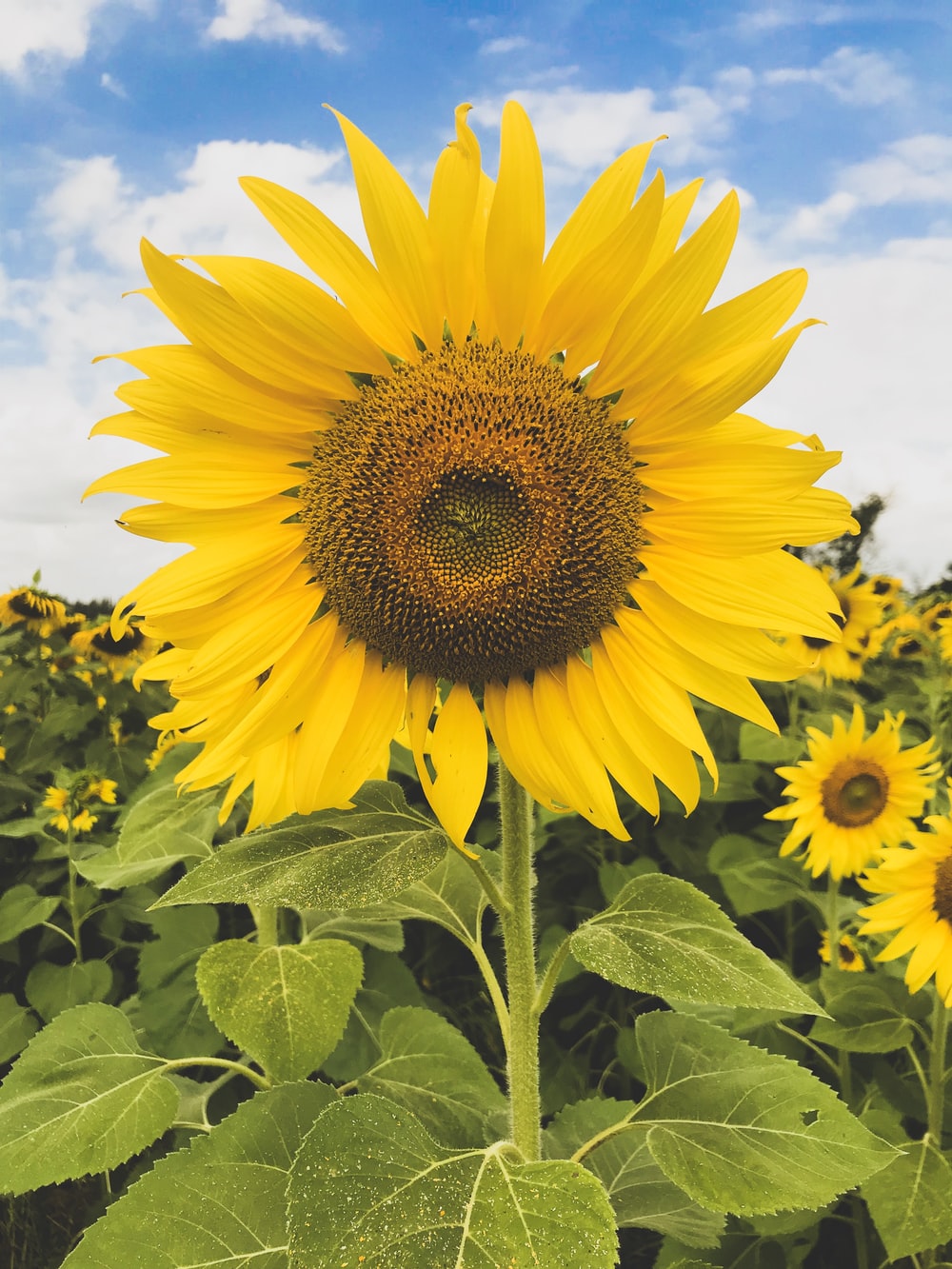 Girasole giallo in campo, 1000x1333 Full HD Verticale, Smartphone