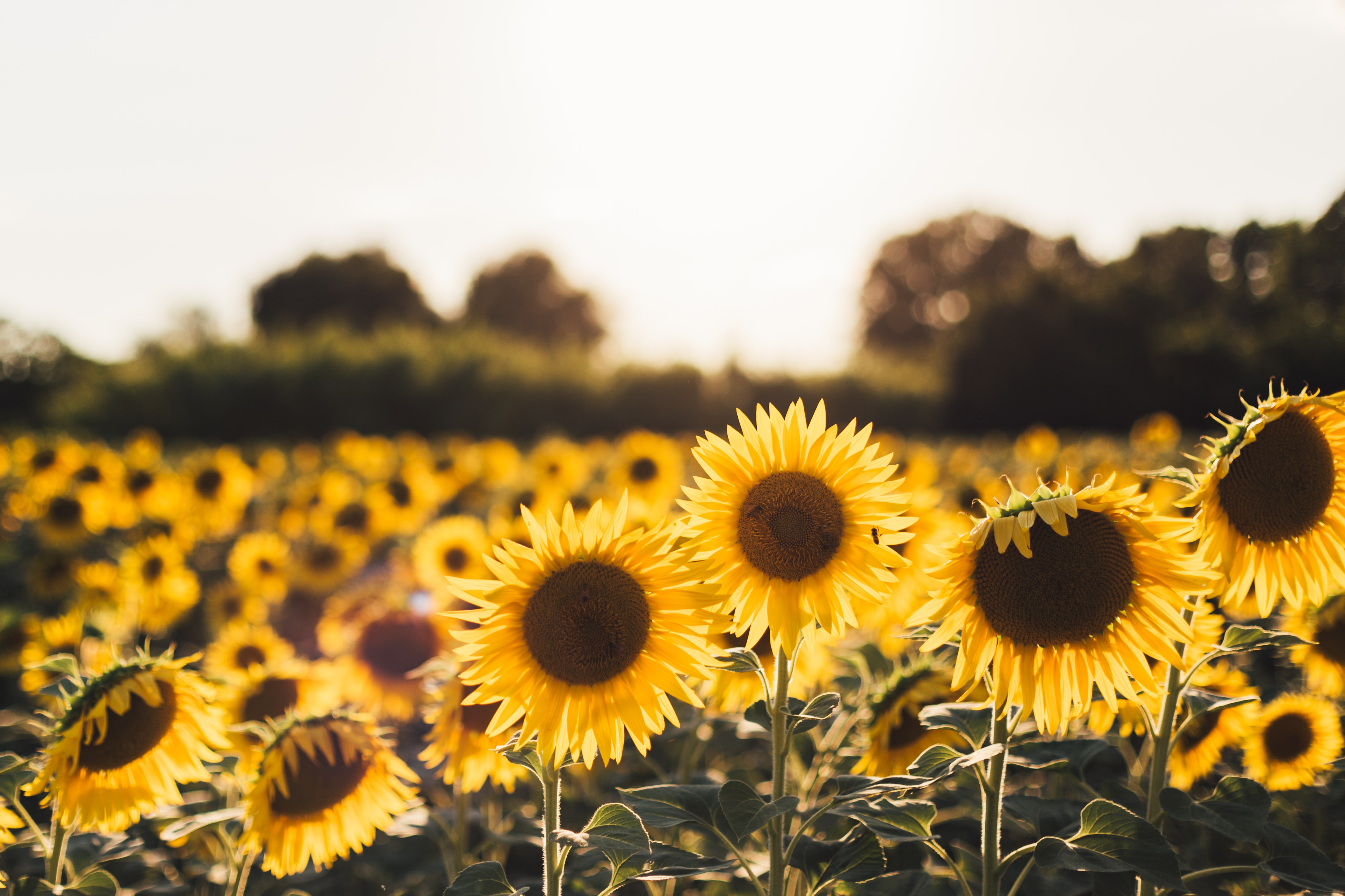 Campo di girasoli al tramonto, 4602x3068 UHD, Monitor 4K