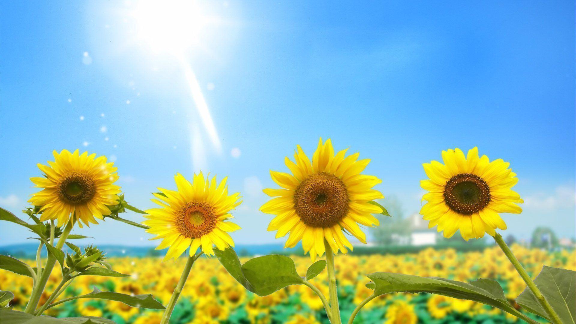 Girasoli gialli sotto sole splendente, 1920x1080 Full HD 1080p, Desktop
