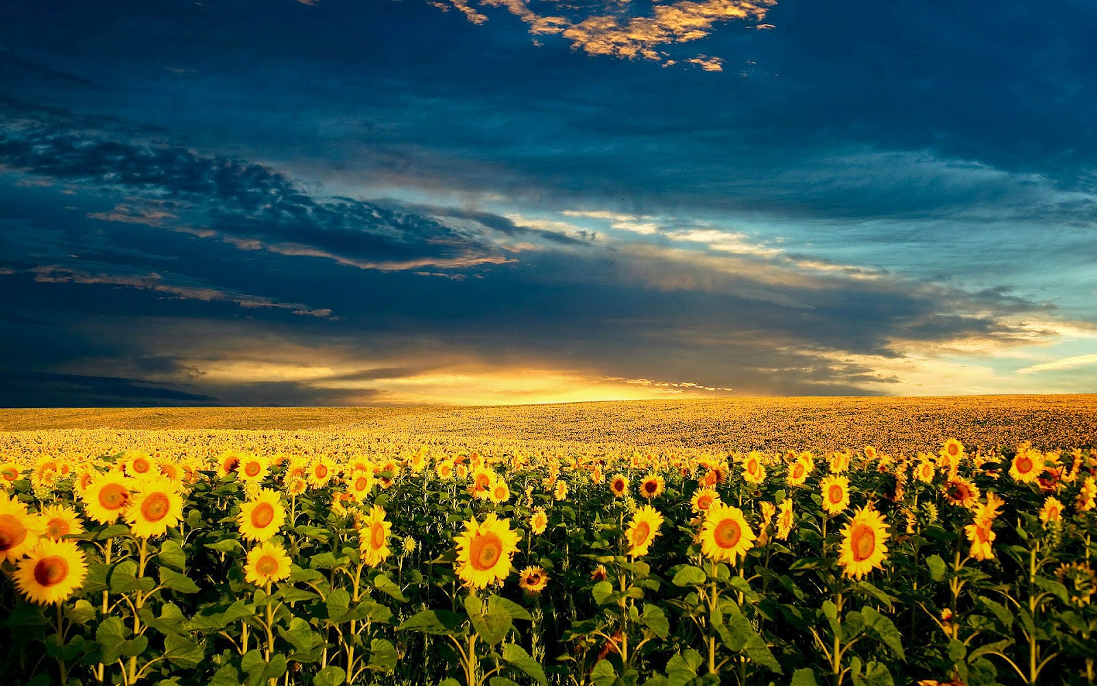 Campo di girasoli gialli, 1080x1920 Verticale, Mobile