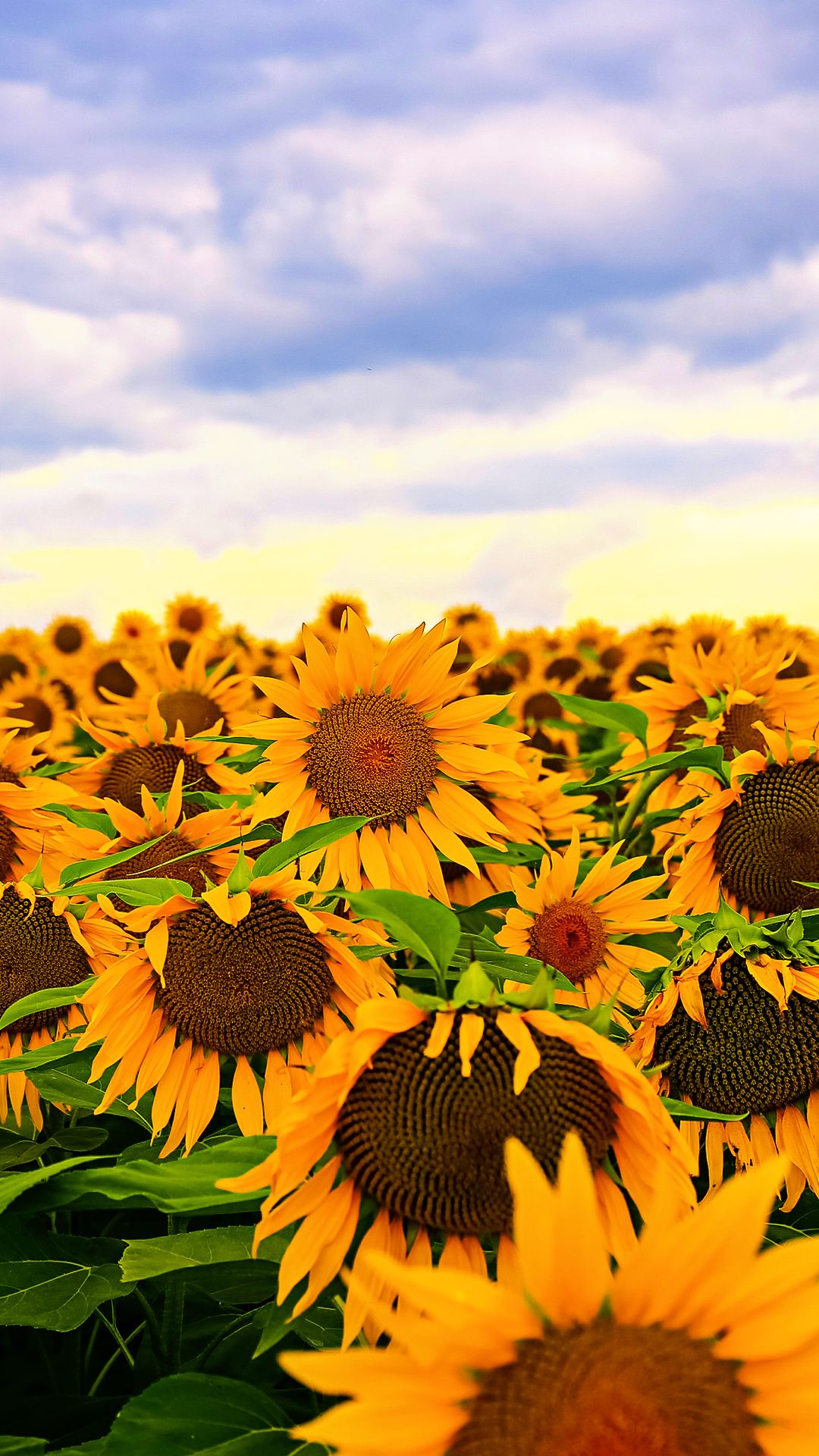 Campo di girasoli al tramonto, 1600x1000 HD Ready, Laptop