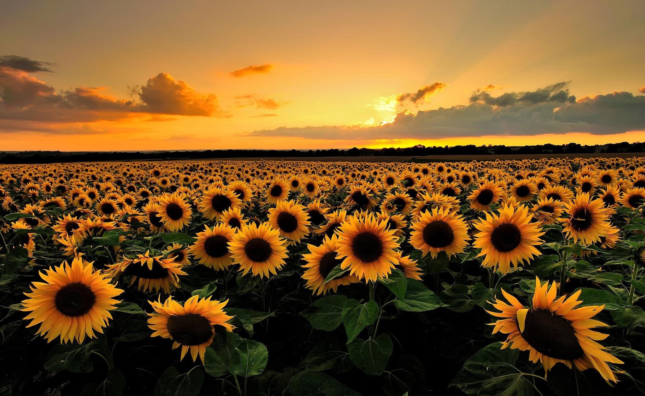Campo di girasoli al tramonto, 2048x1260 alta risoluzione, PC